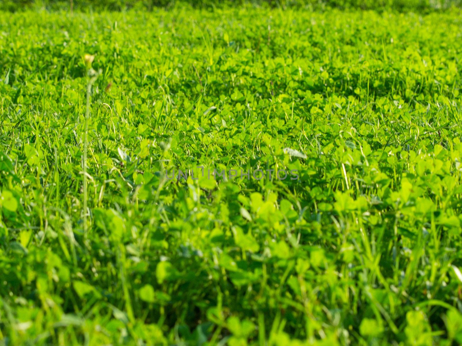 green grass field in the sunny morning