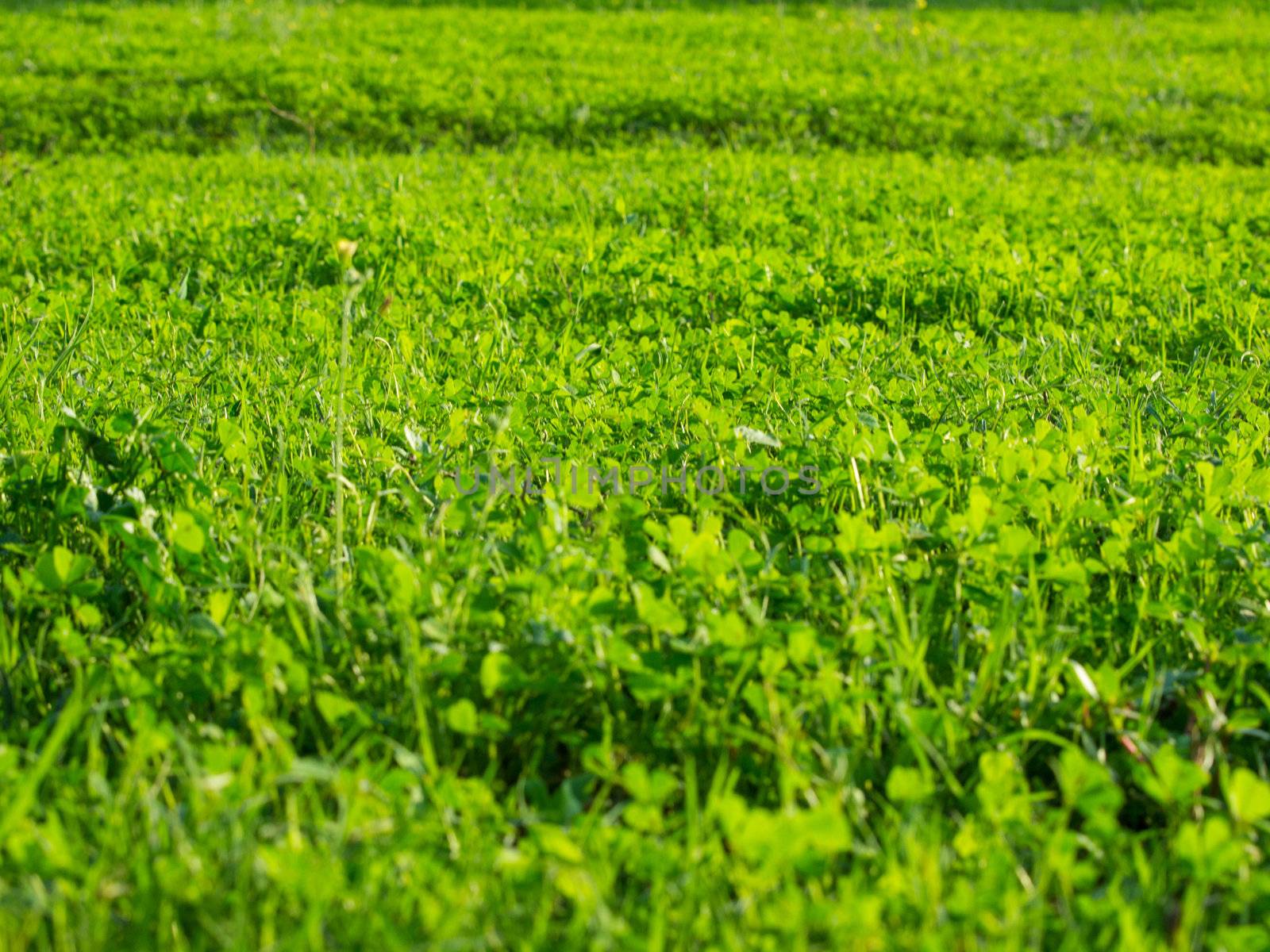 green grass by nevenm