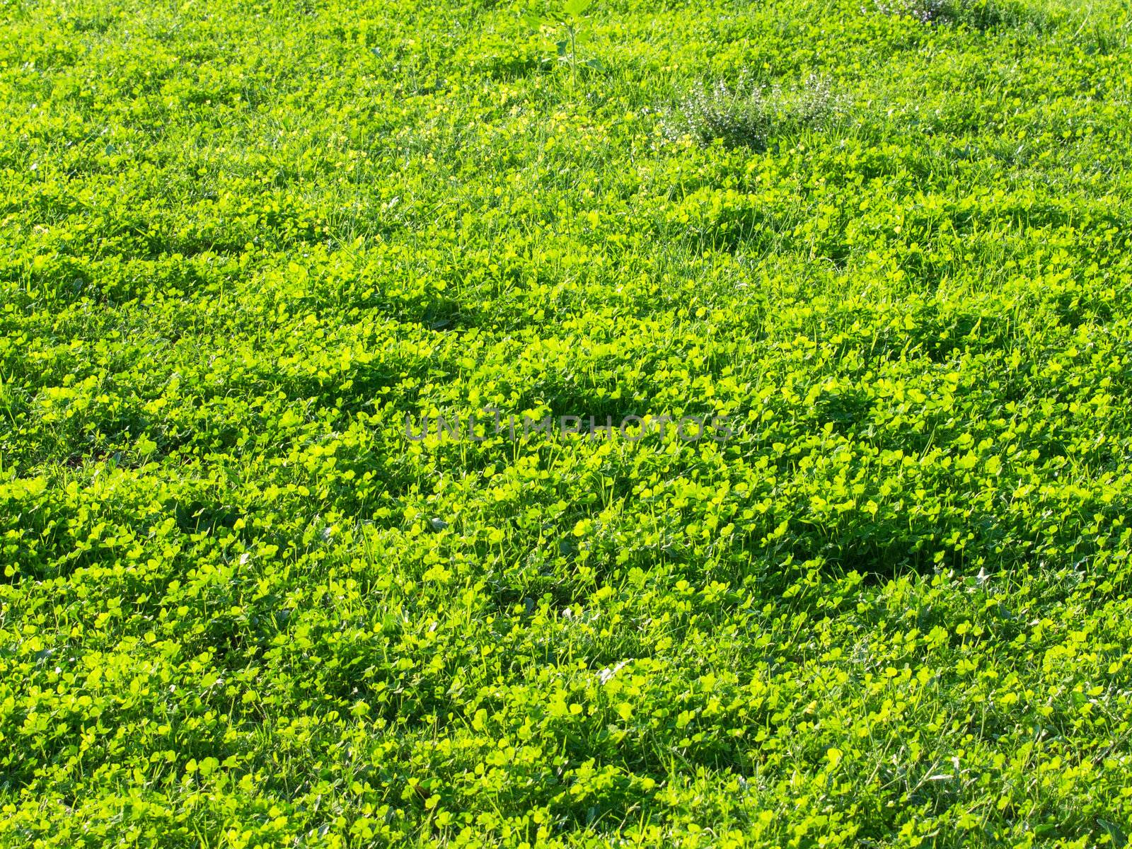 green grass field in the early morning