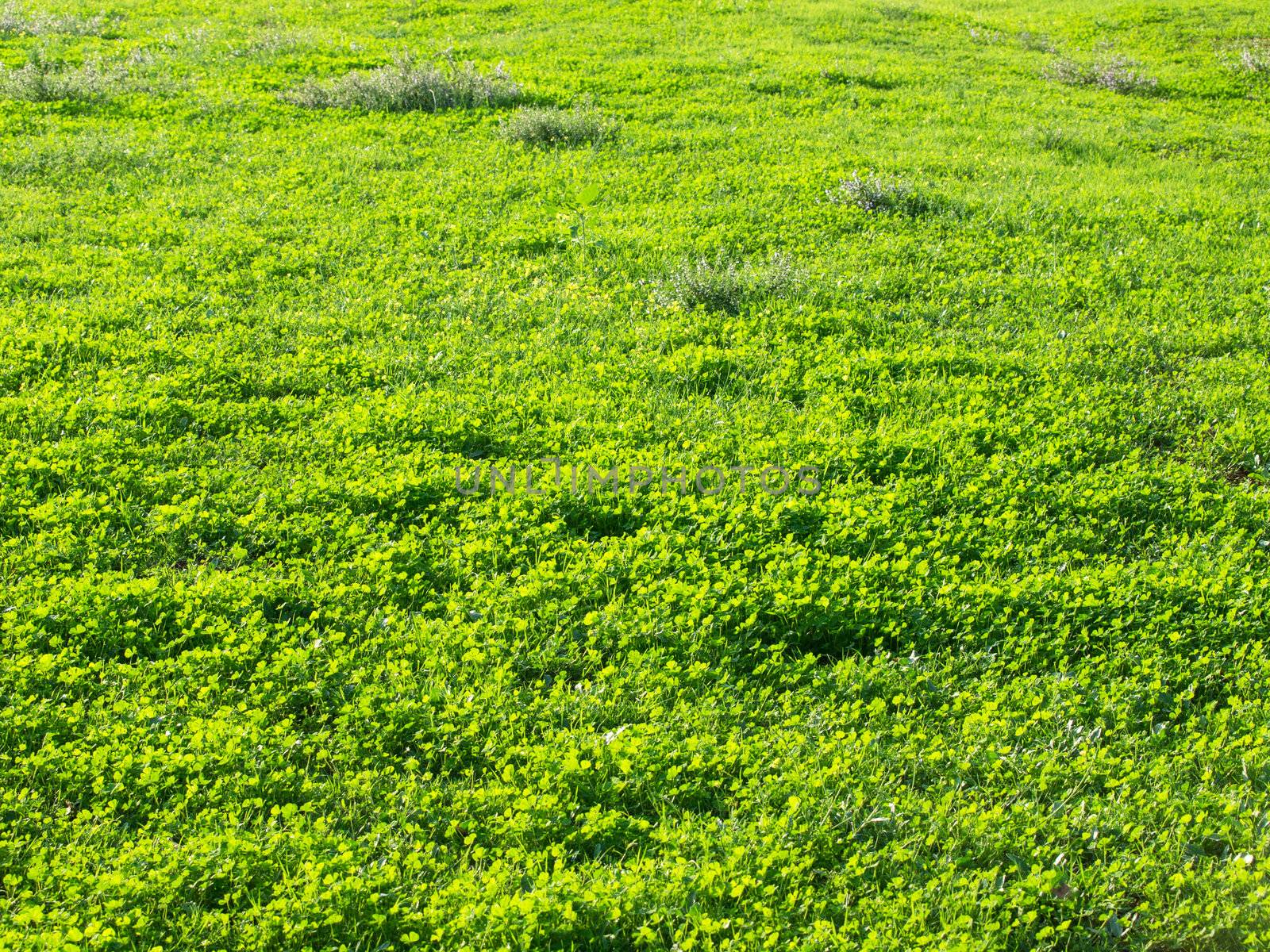 green grass field on a sunny day