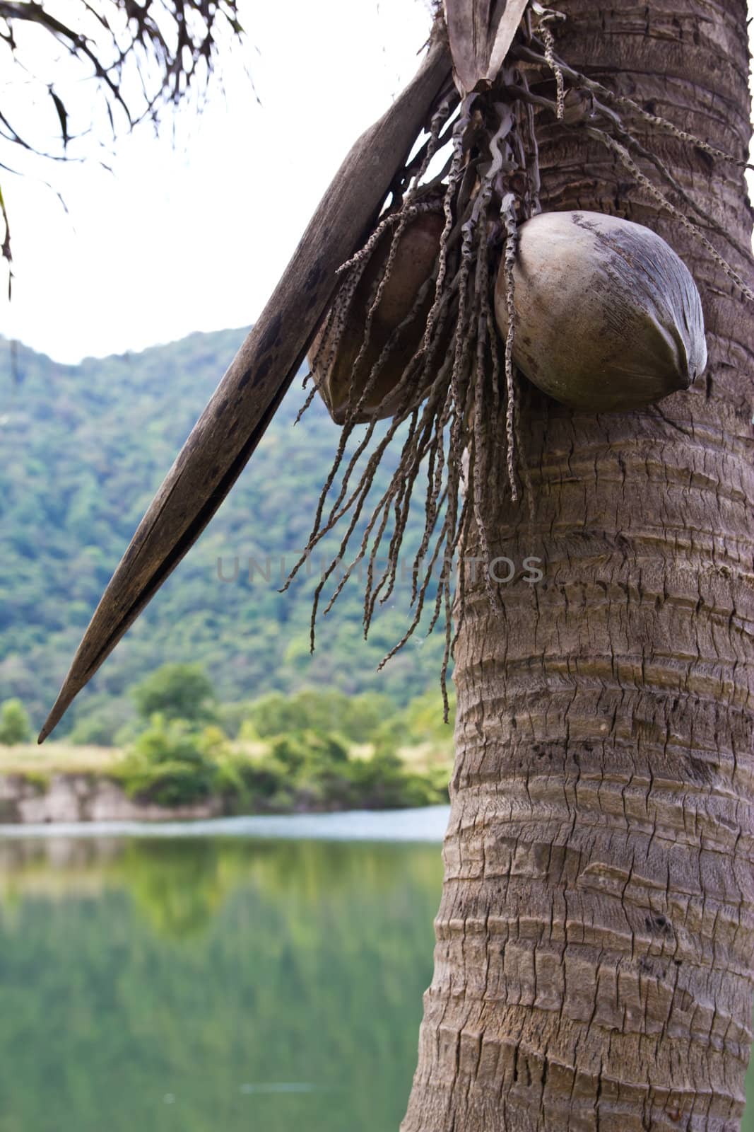 coconut on at cholburi thailand