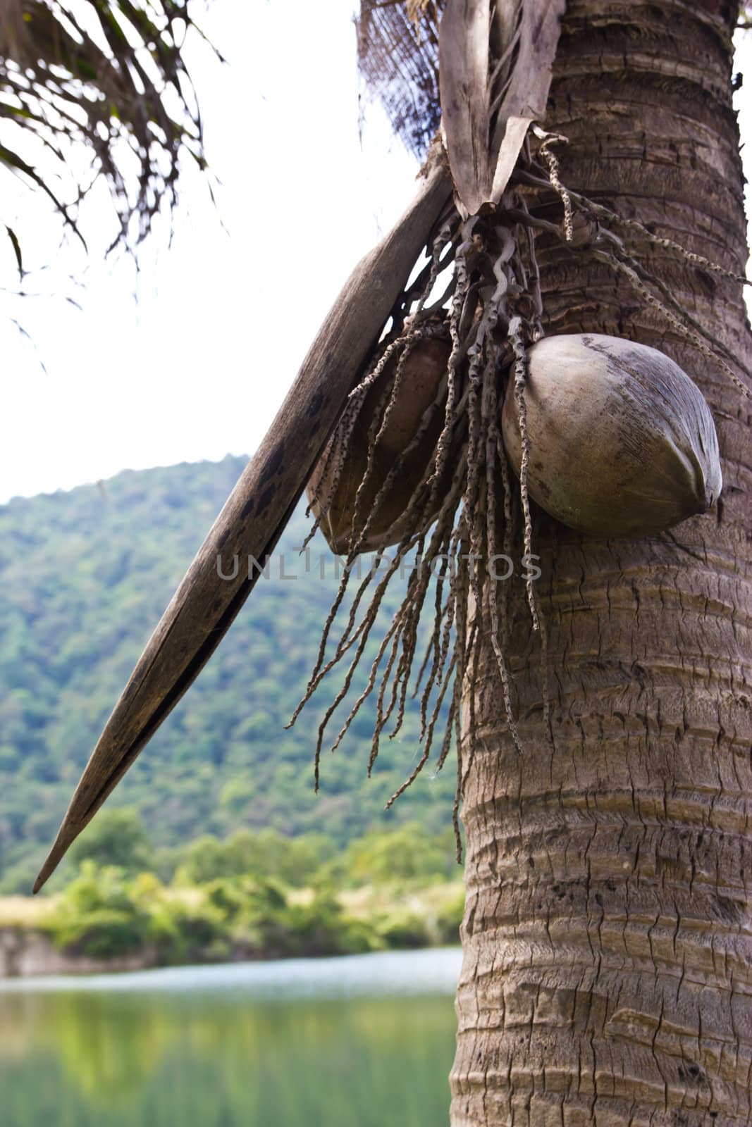 coconut on at cholburi thailand