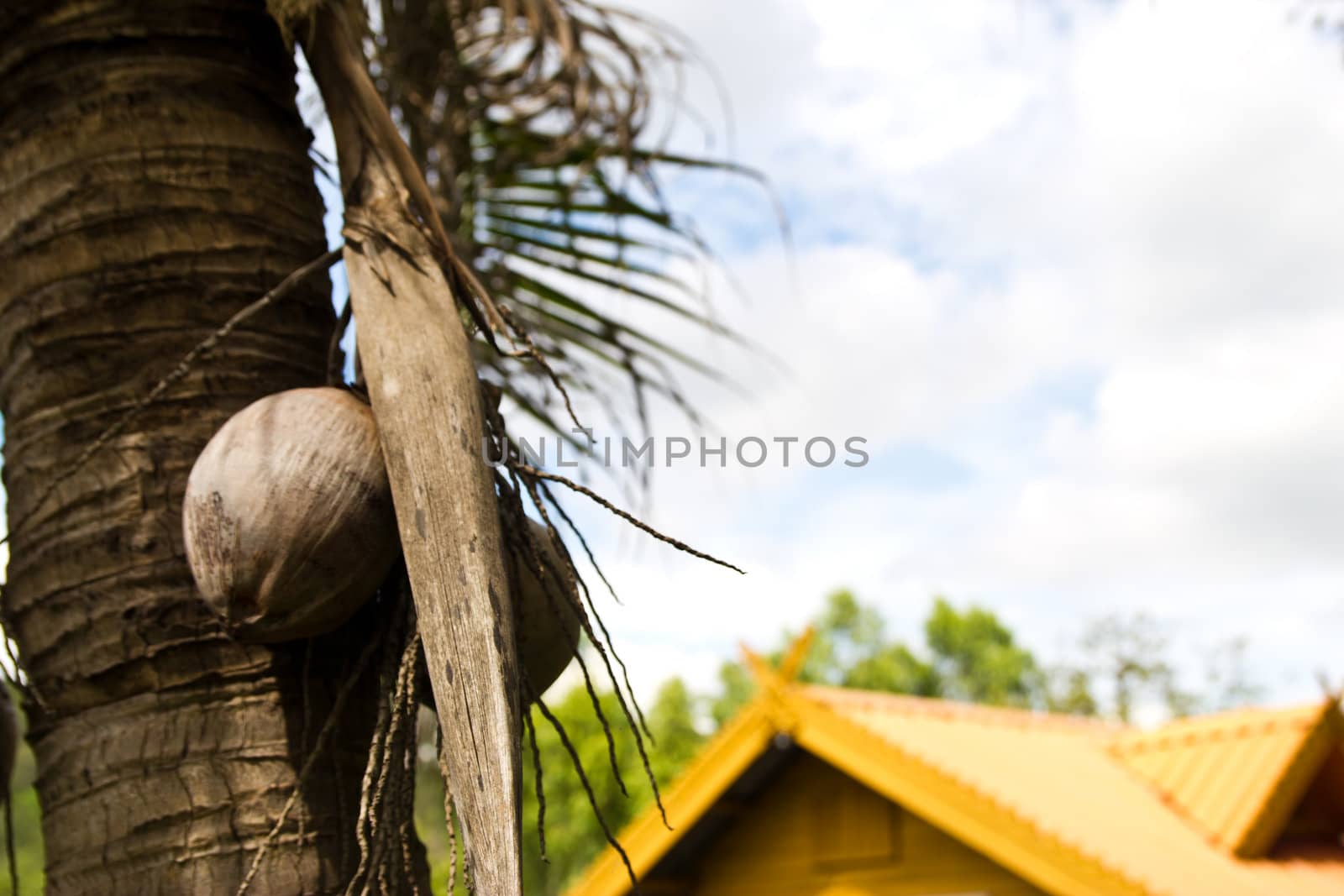 coconut on at cholburi thailand