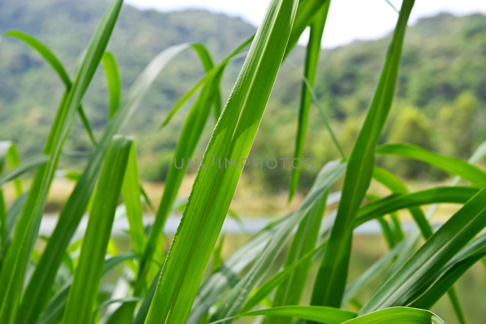 grass at thailand