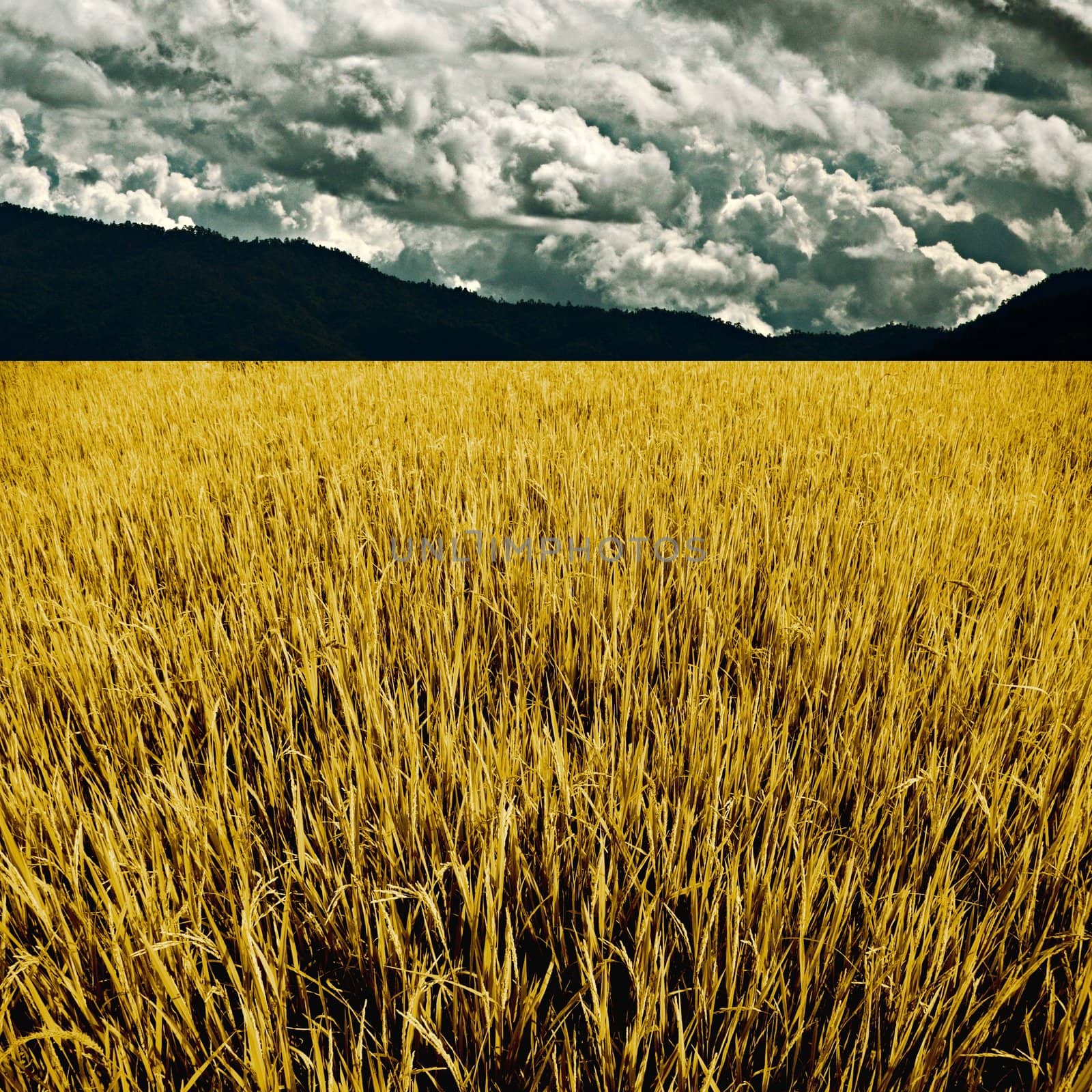 Golden rice field with mountain and cloud background, Agriculture concept by pixbox77