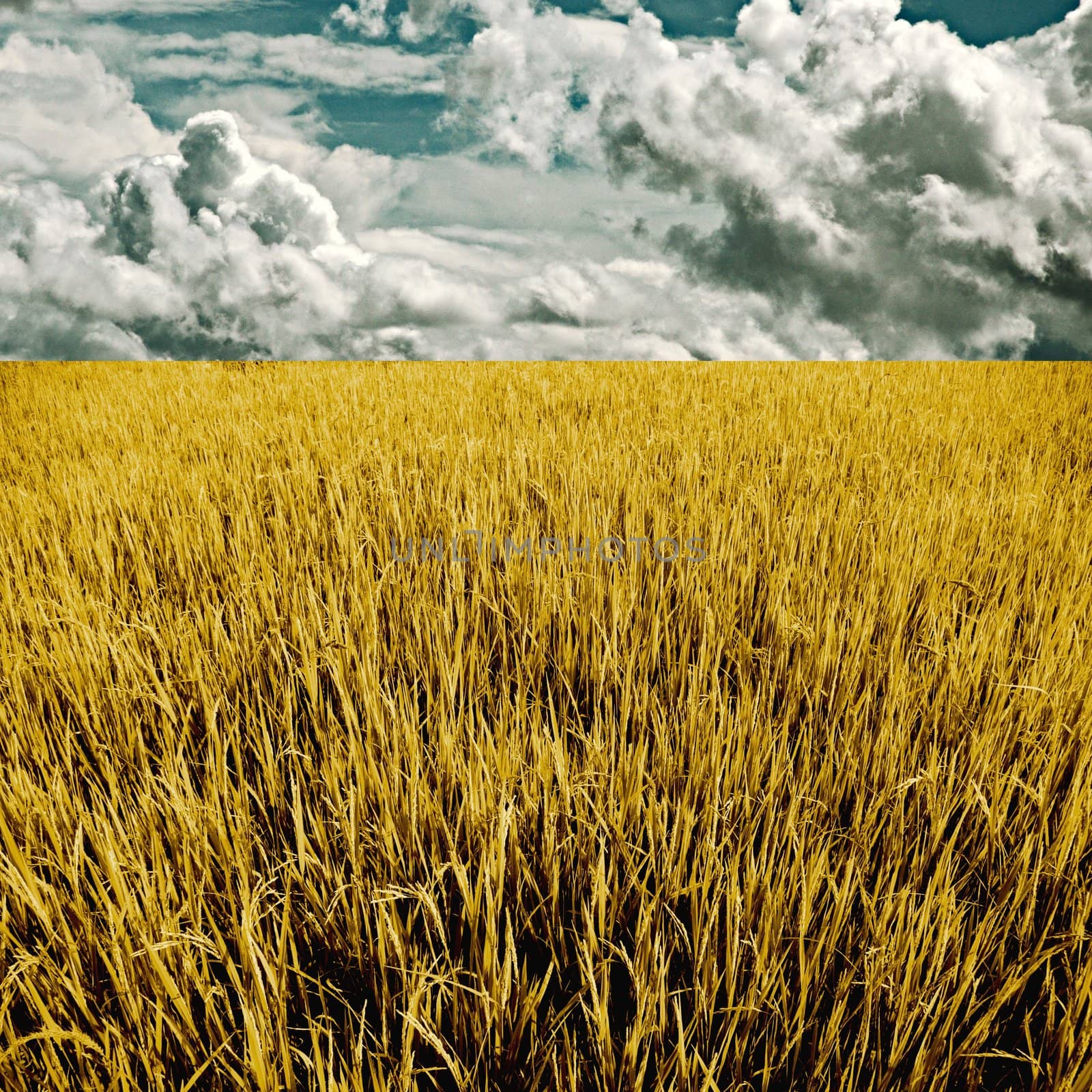 Golden rice field with cloud background, Agriculture concept by pixbox77