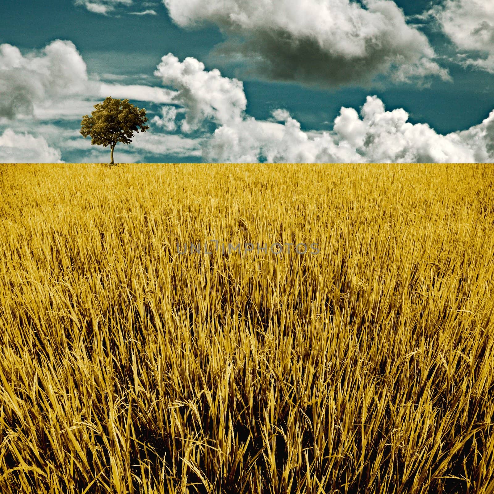 Tree in golden rice field, Harvest time concept by pixbox77