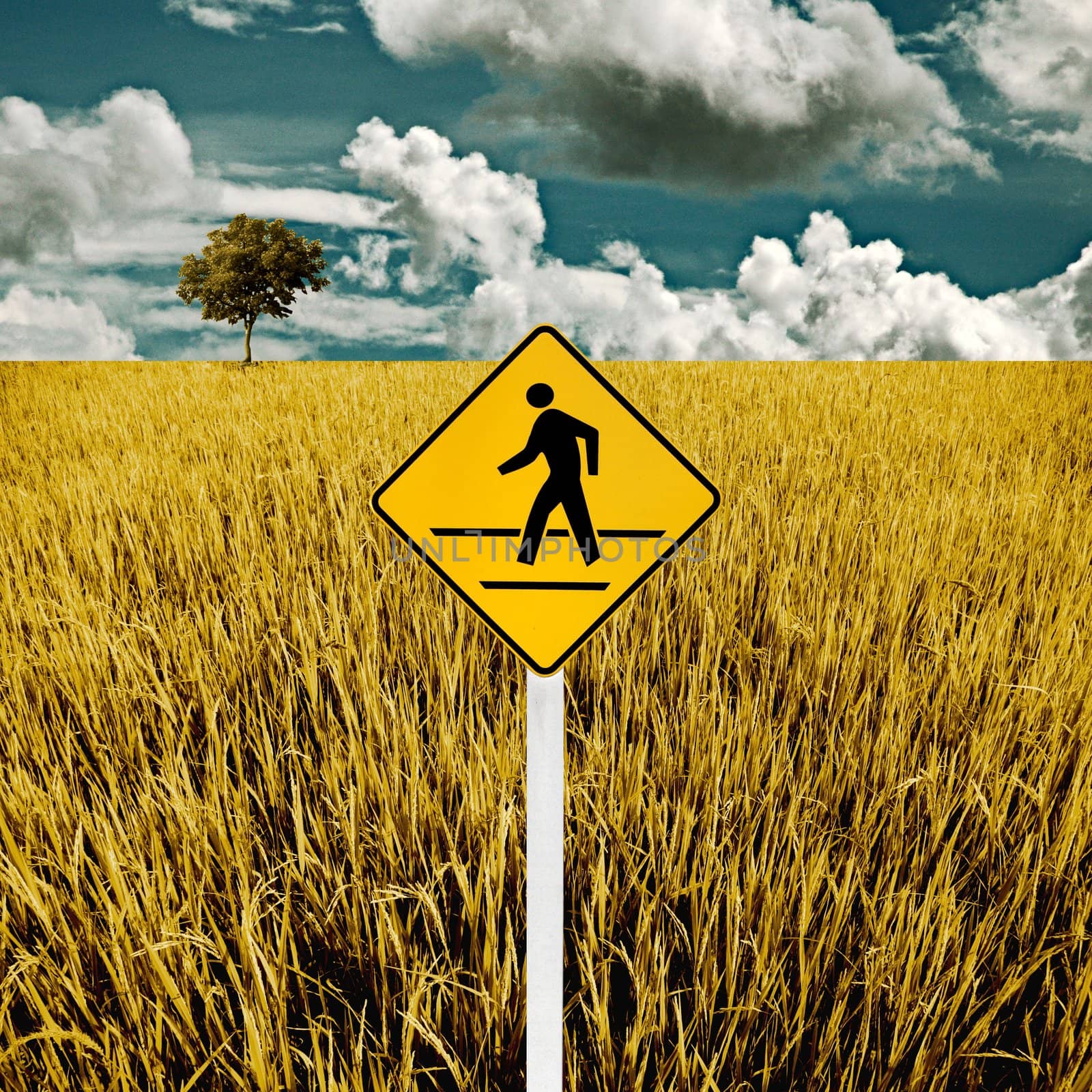 Man cross road sign with golden rice field, Travel concept