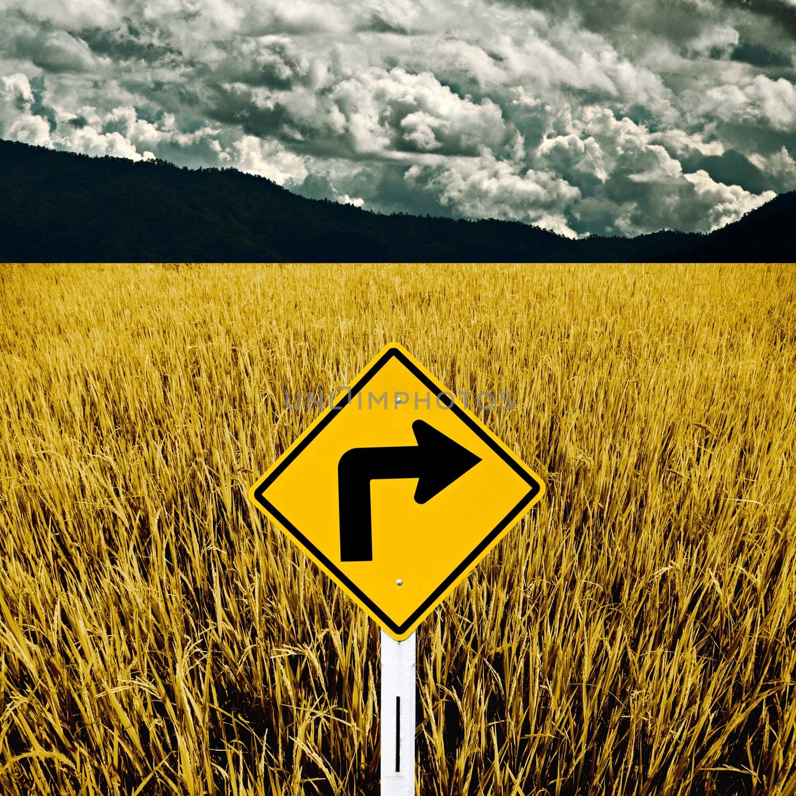 Turn right arrow sign with dry rice field, Travel concept by pixbox77