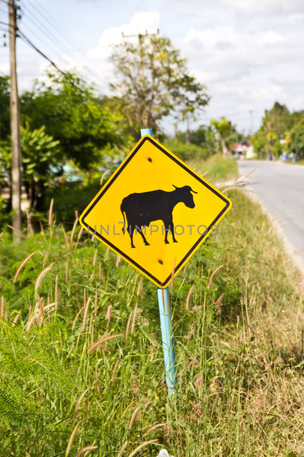 yellow road sign as  be careful a cow by wasan_gredpree