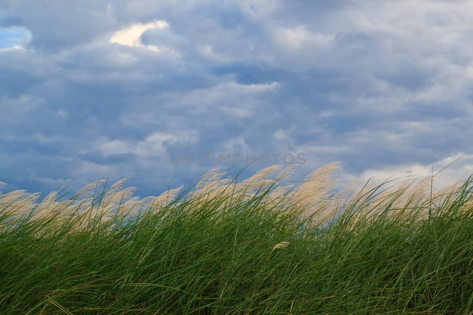 grass and cloudy sky