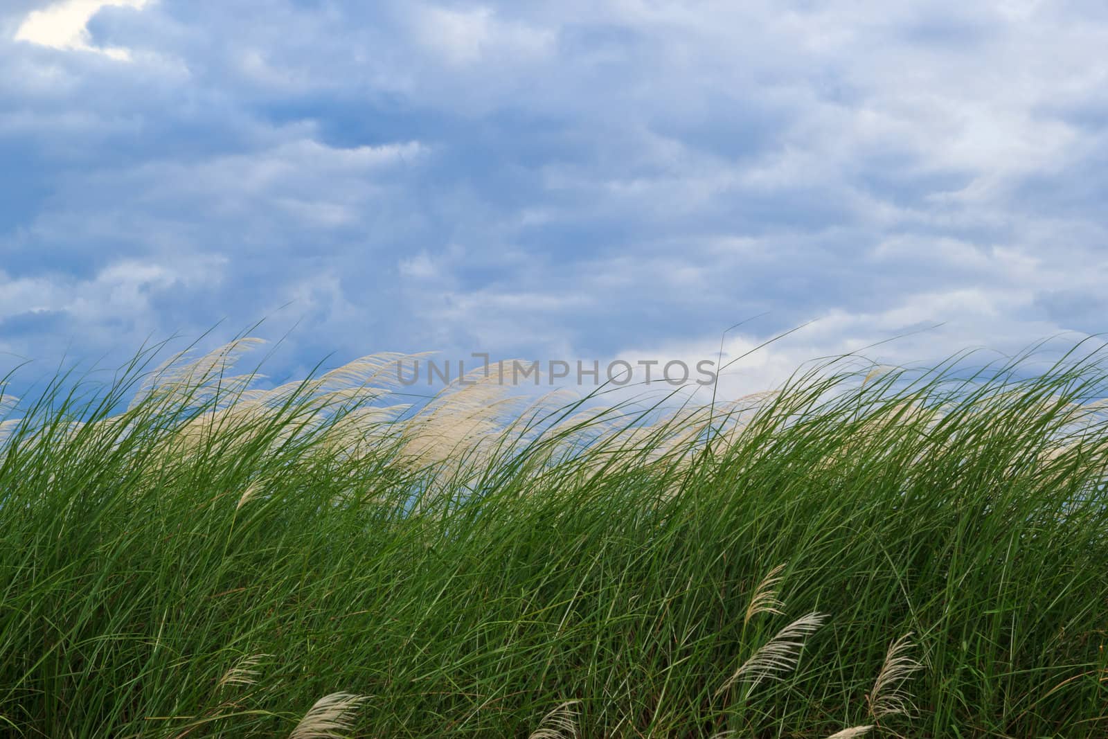 grass and cloudy sky