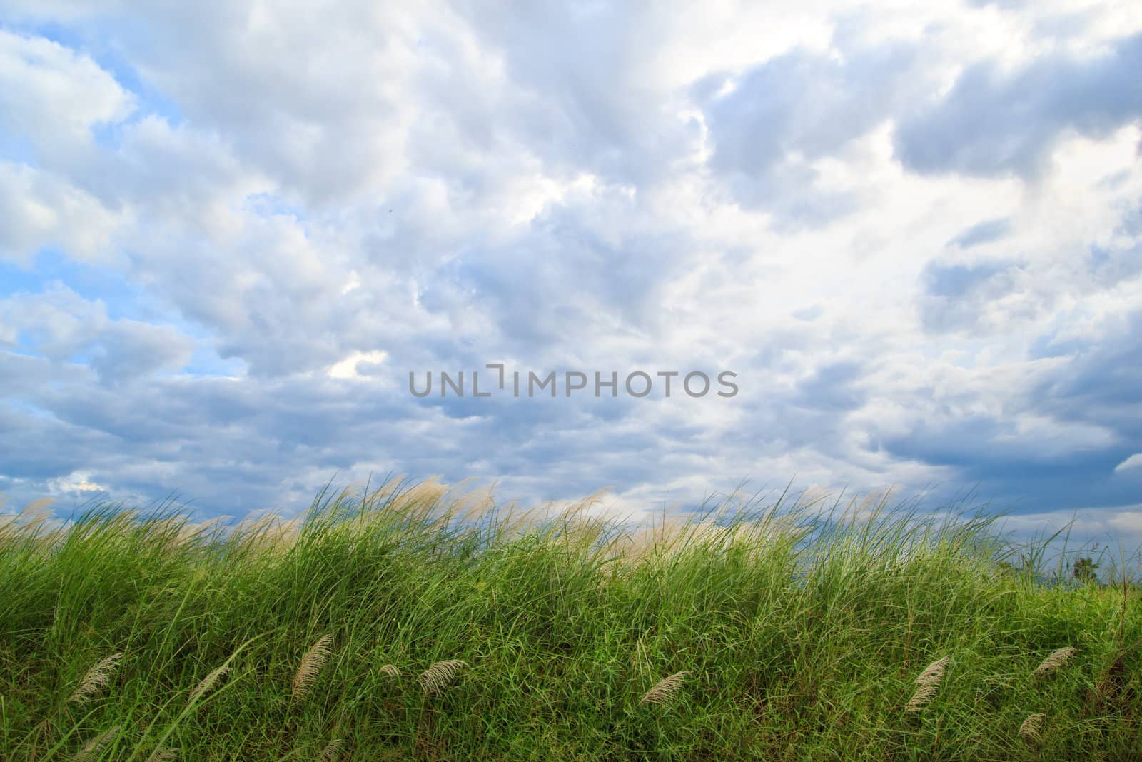 grass and cloudy sky