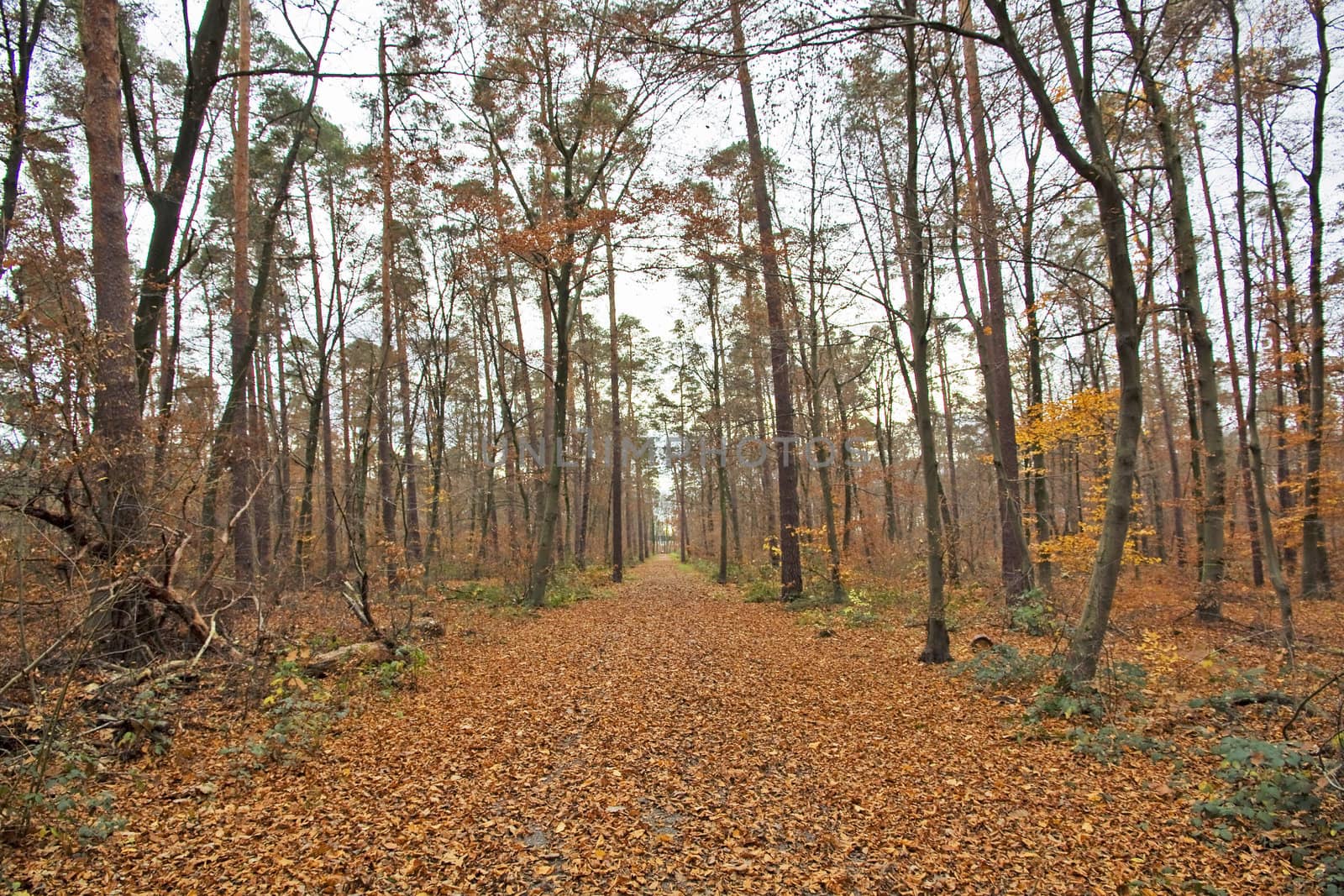 abandoned alley in the forest on autumn