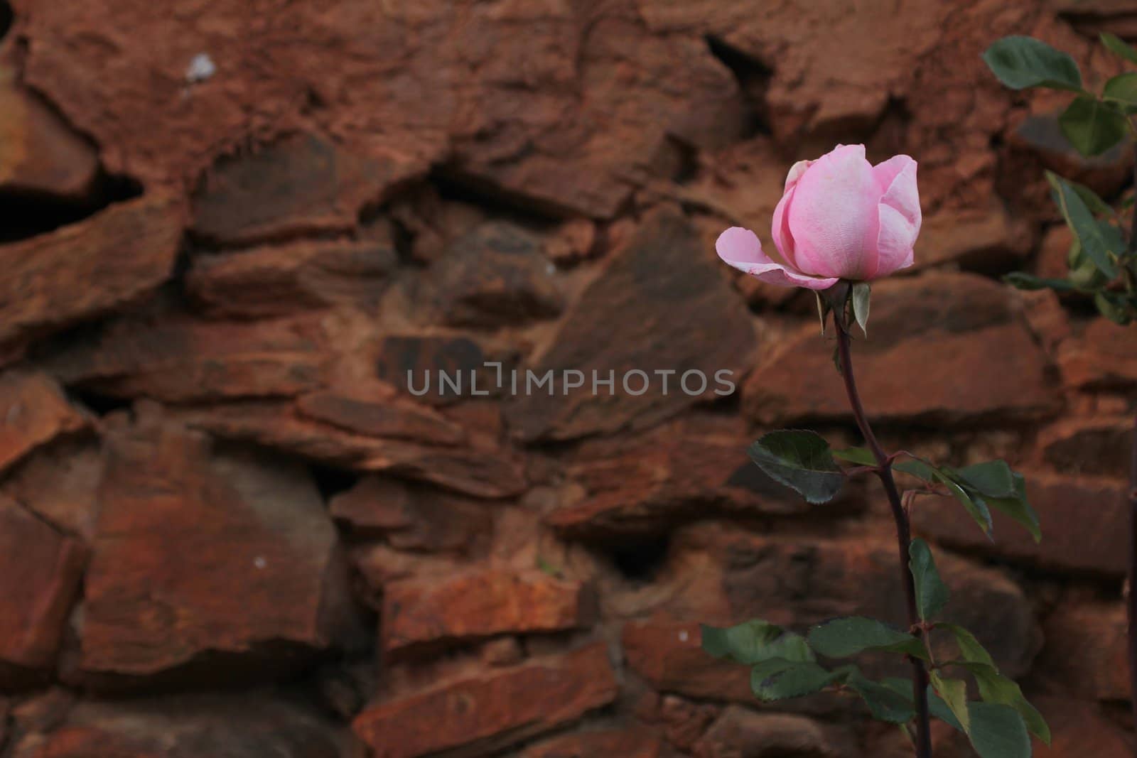 Pink rose with loose petal about to fall, in front of red adobe wall
