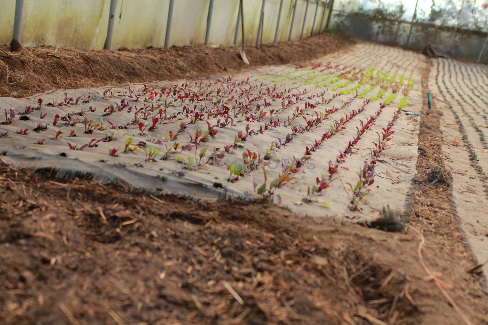 Rows of organic baby plants in a greenhouse
