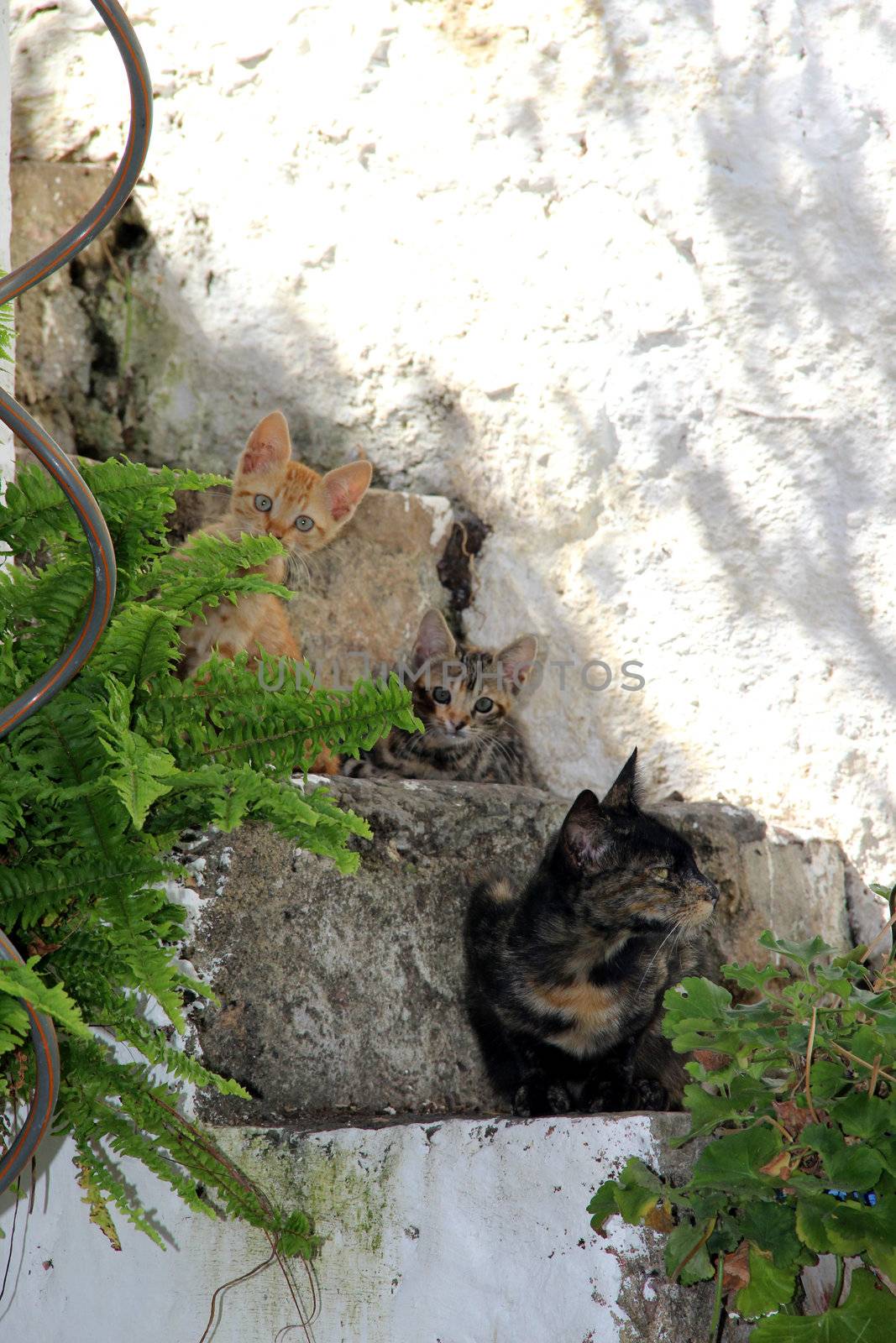 Cat and cute small kittens sitting on the steps