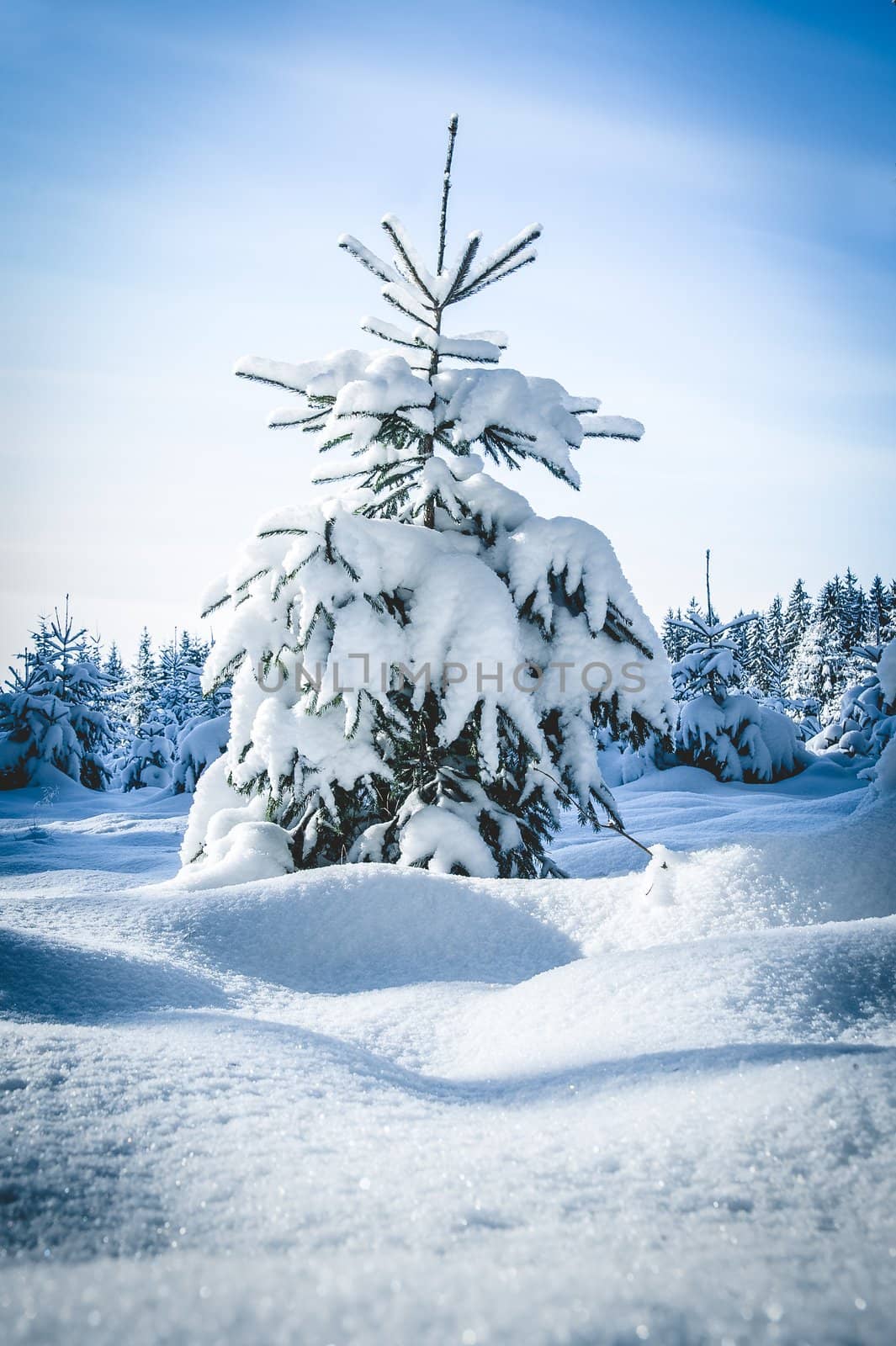 Single Snowy Fir Tree