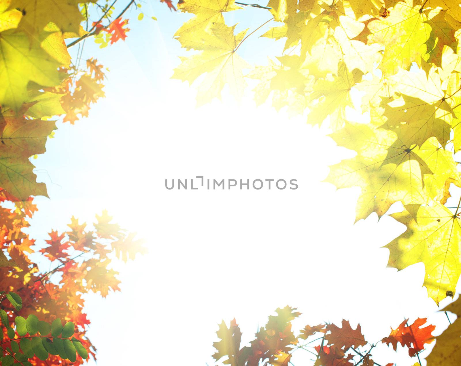 Autumn Background by Pakhnyushchyy