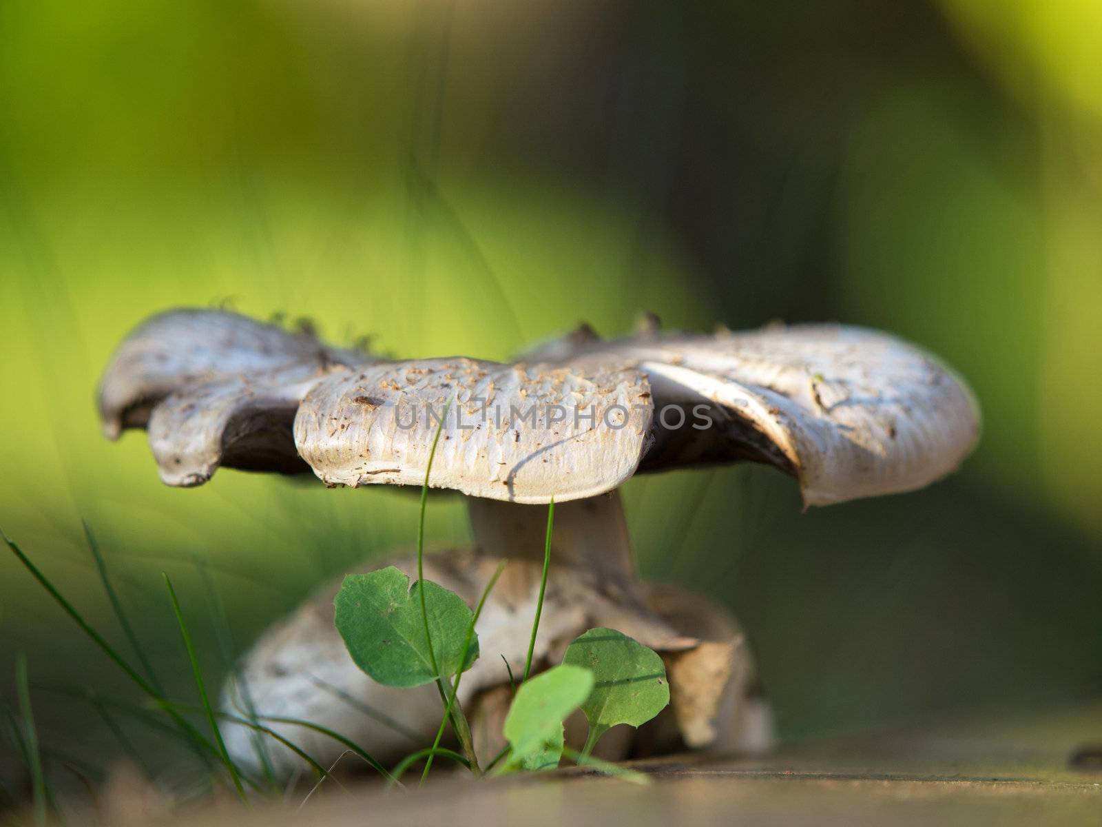 mushrooms growing in the grass