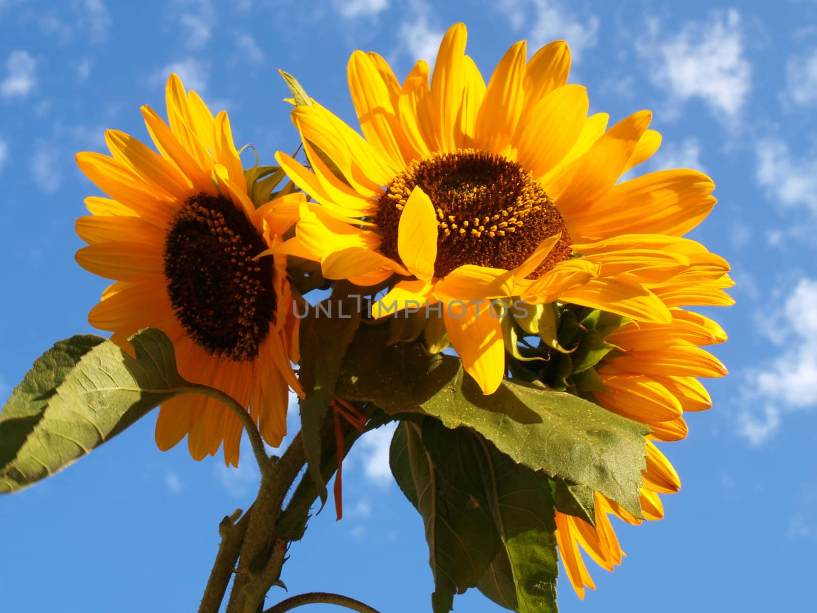 sunflowers and blue sky with white clouds