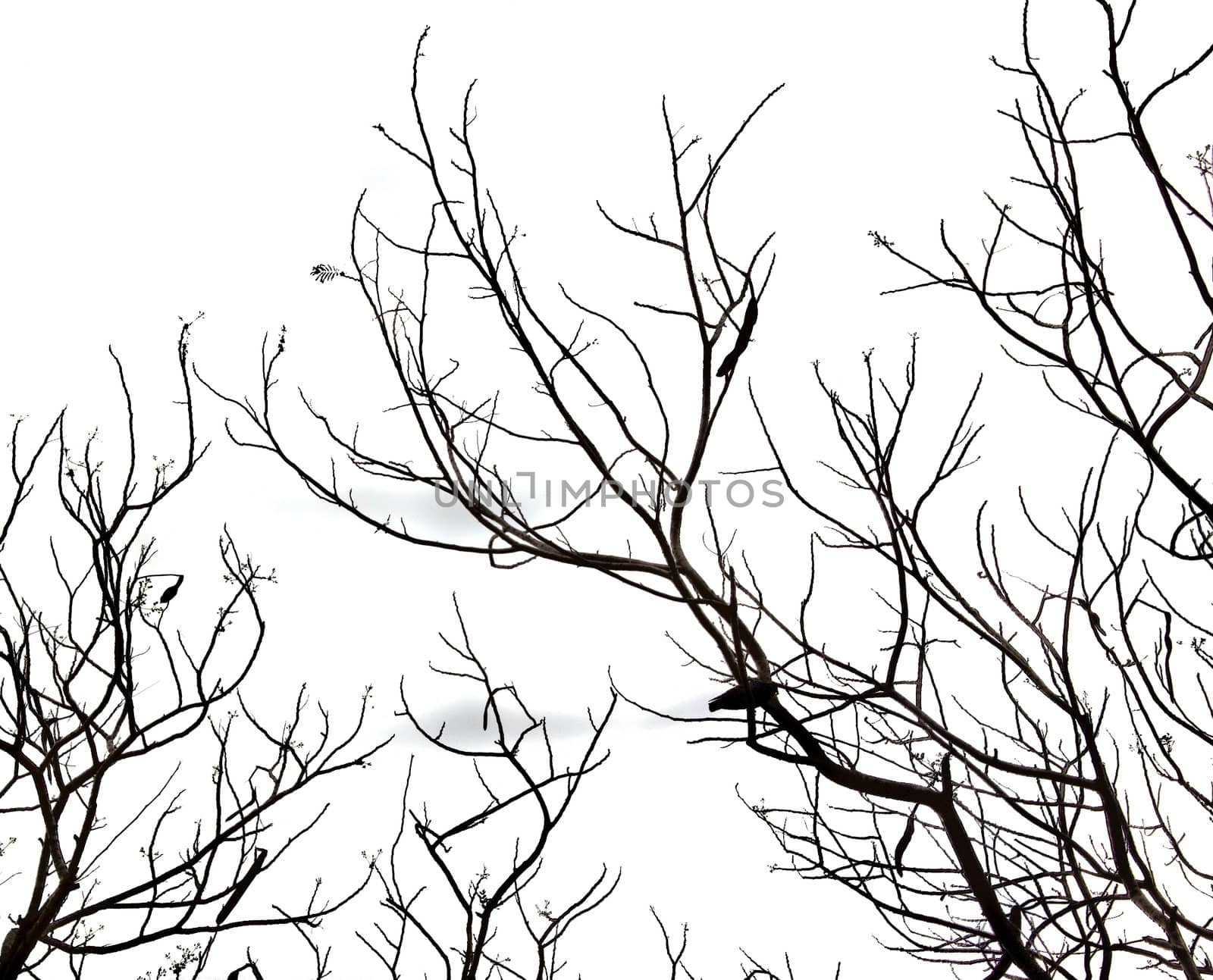 Leafless tree branches abstract background. Black and white