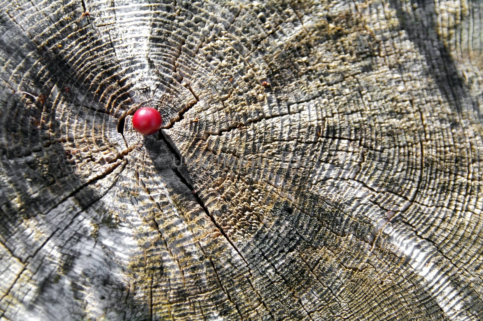 Cranberry on the trunk by baggiovara