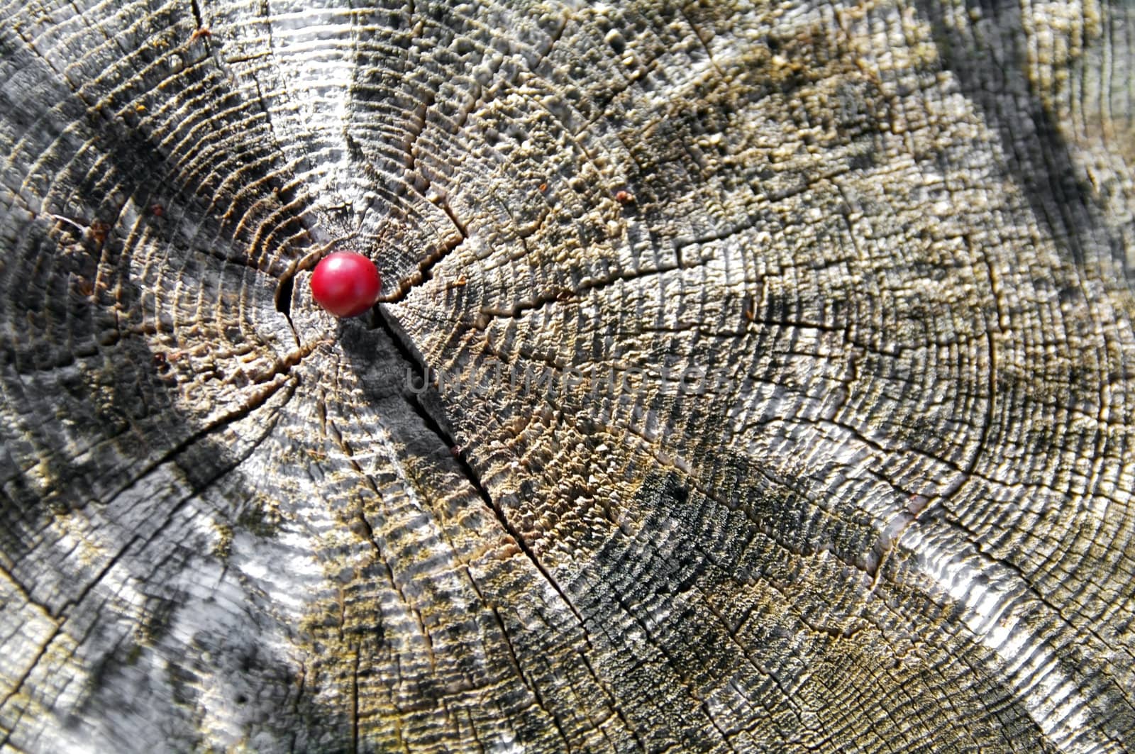 A red cranberry on the cut trunk