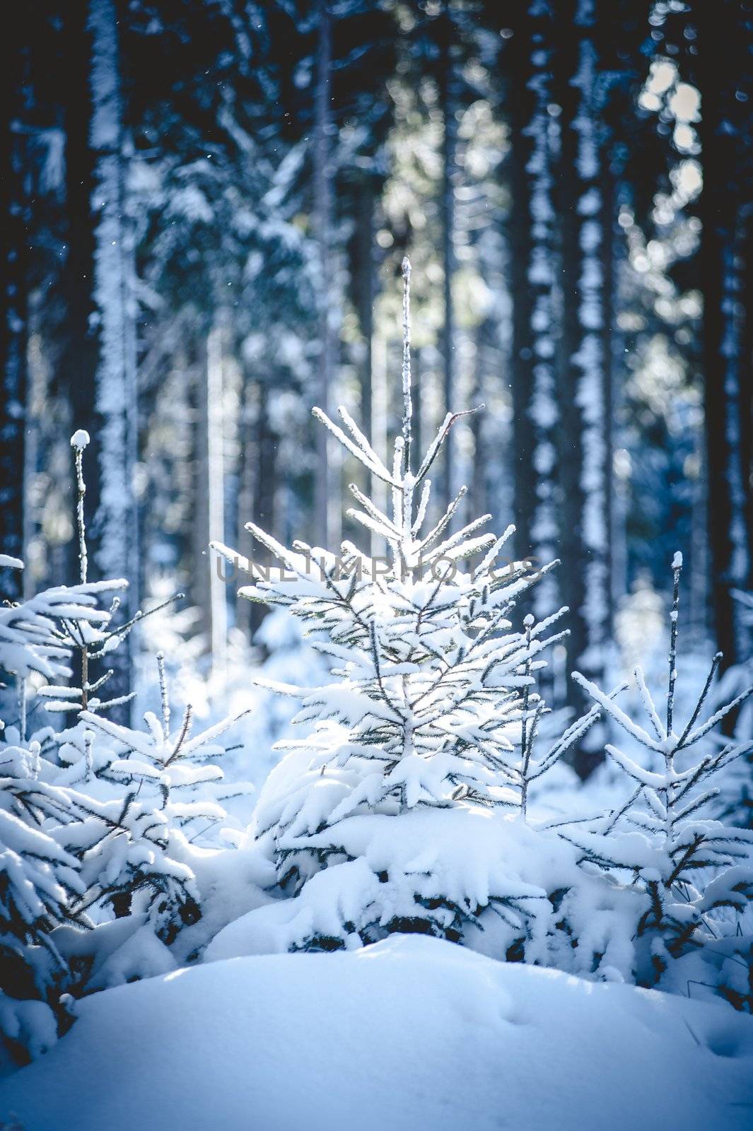 Small Fir Trees in snowy Forest
