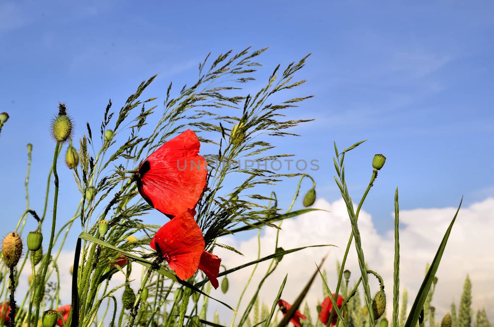 Photo shows a bouquet of poppies and wild plants against a blue sky on a hot summer day.