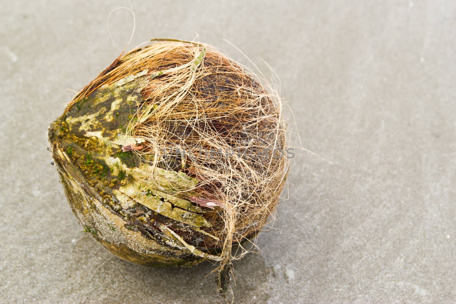 closeup coconut of sand of bangsean  beach chonburi.