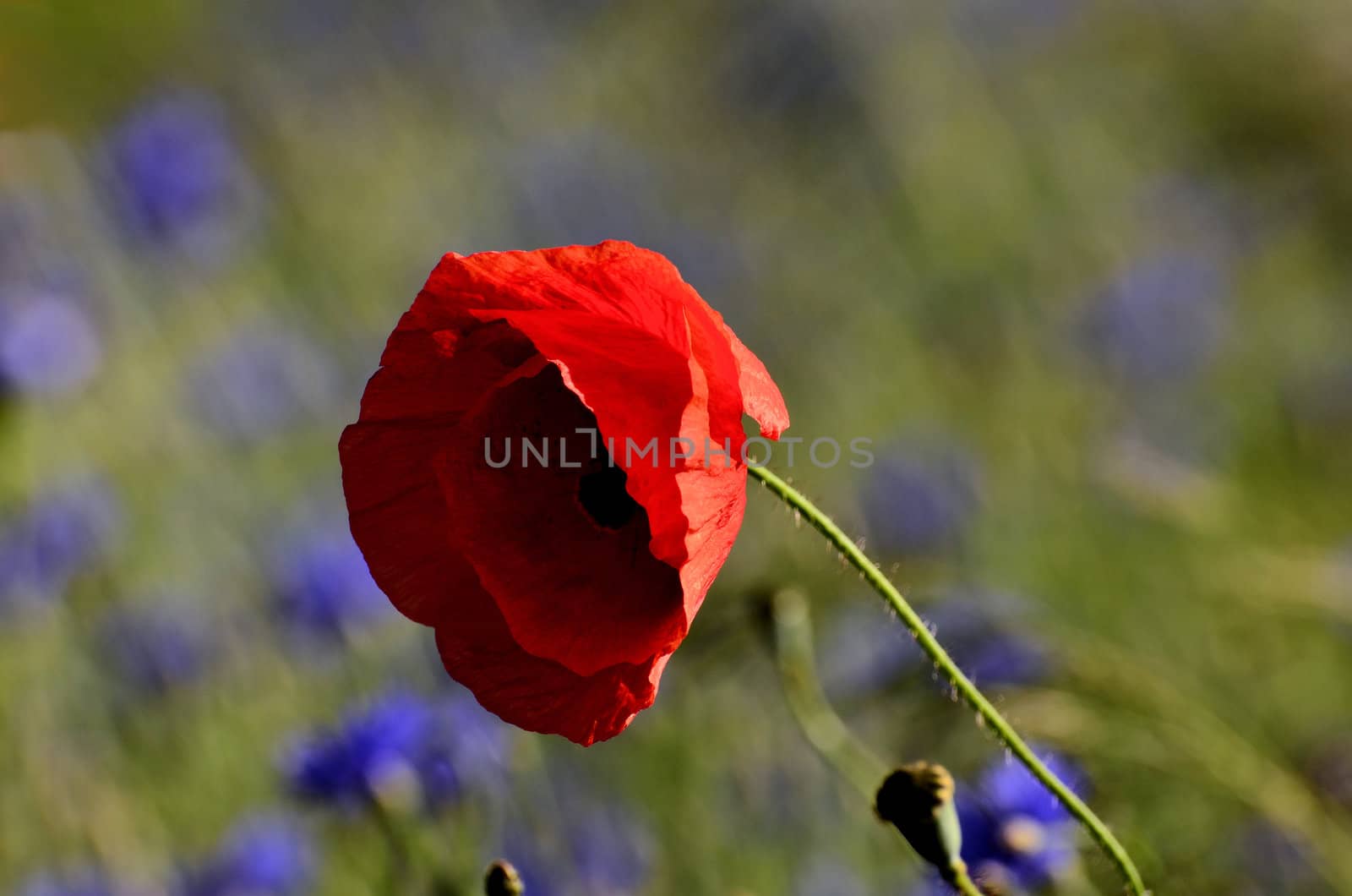 The photo shows a poppy flower on a blurred background of field of grain with cornflowers.