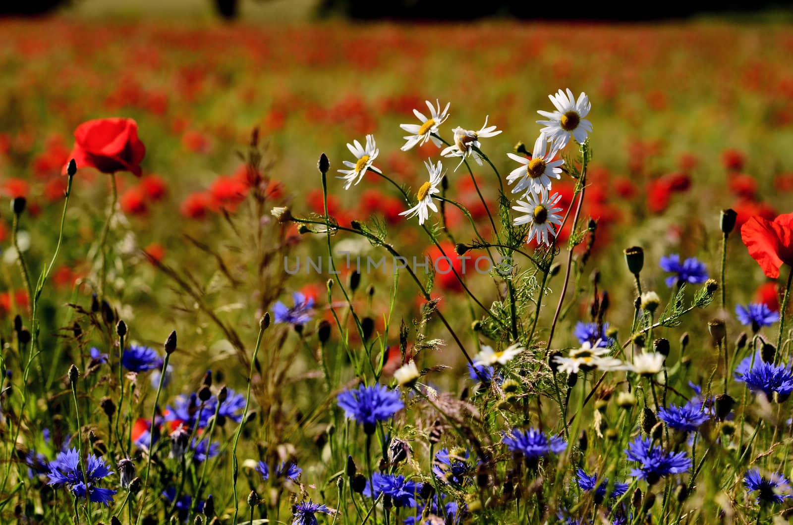 This photo present oxeye daisy cornflowers and poppies encircled a background field of poppies