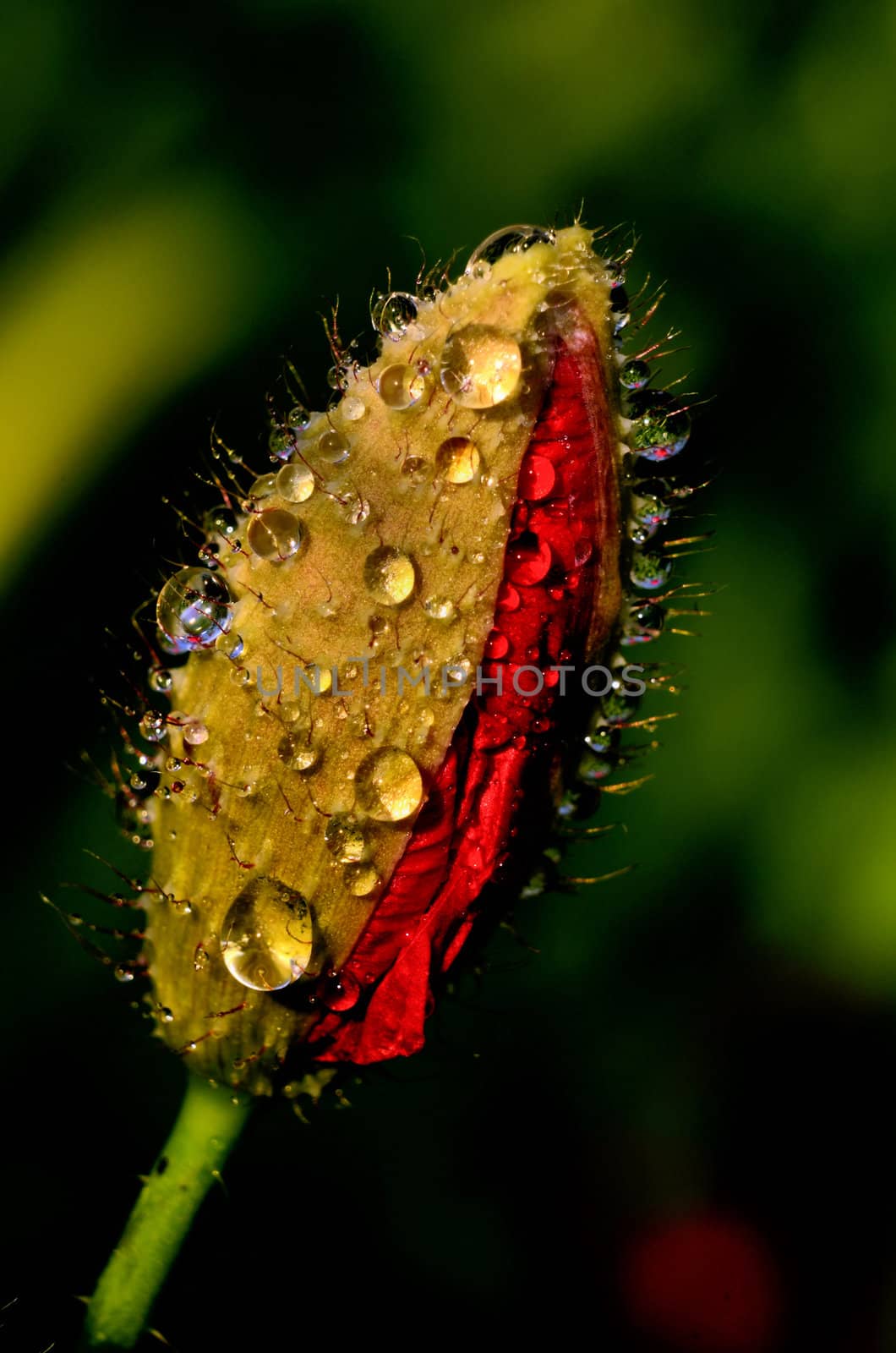 The photo shows a bulging poppy bud after rain with details of its construction on a dark background.