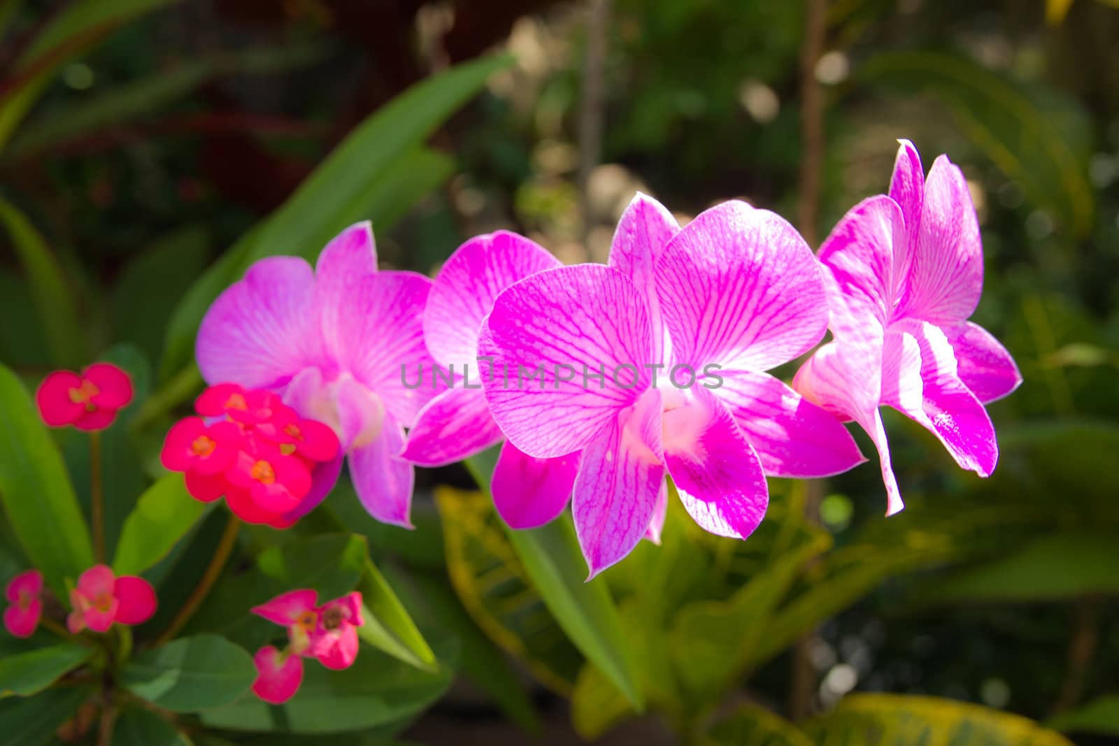 beautiful Orchid. Photorealistic by wasan_gredpree