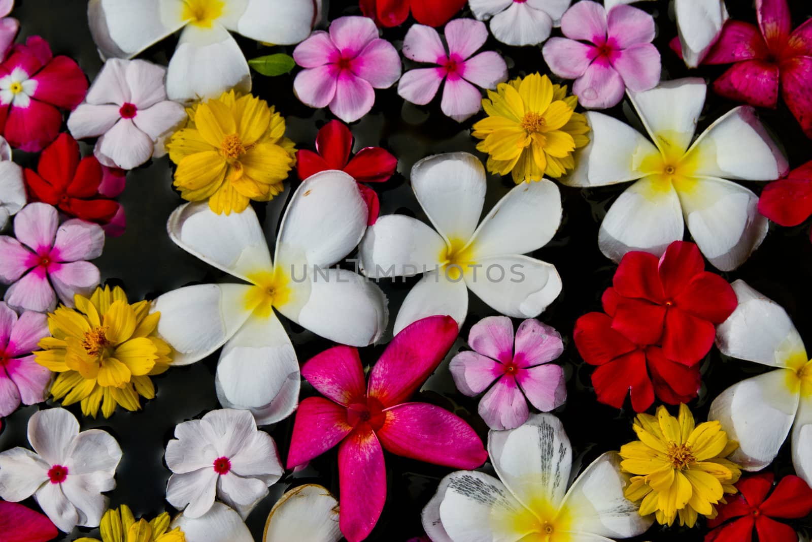 flower on water by wasan_gredpree