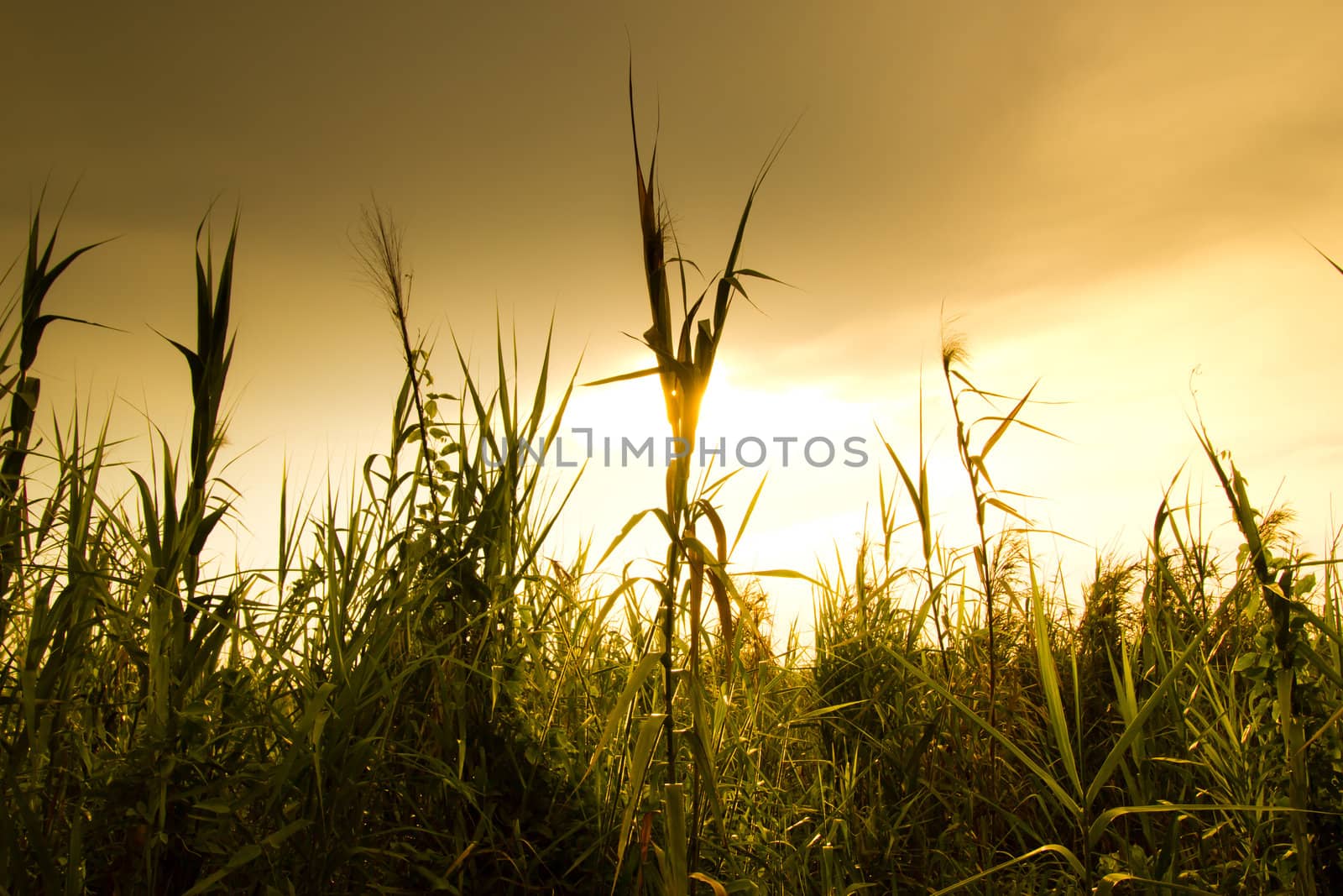 sunset over grass field