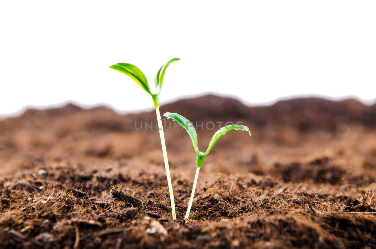 Green seedlings in new life concept
