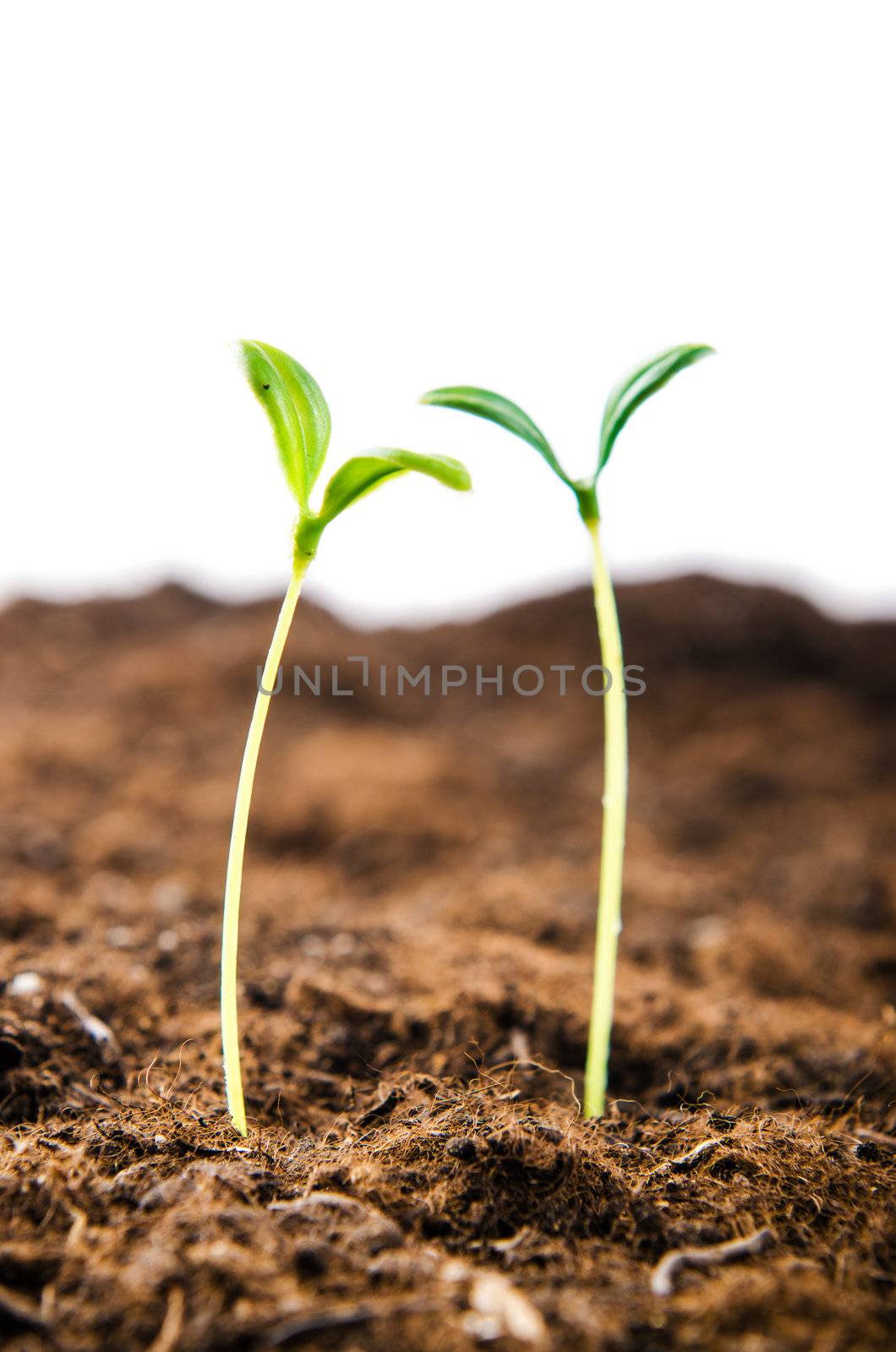 Green seedlings in new life concept by Elnur