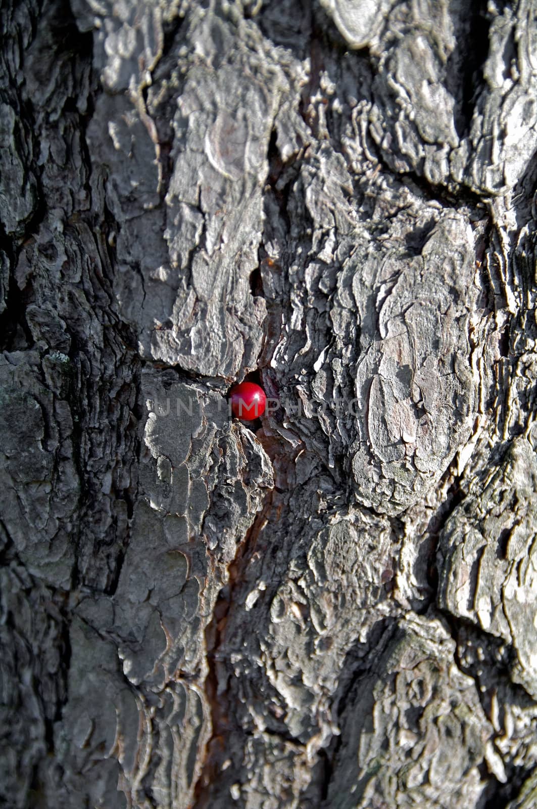 A cranberry block in the bark