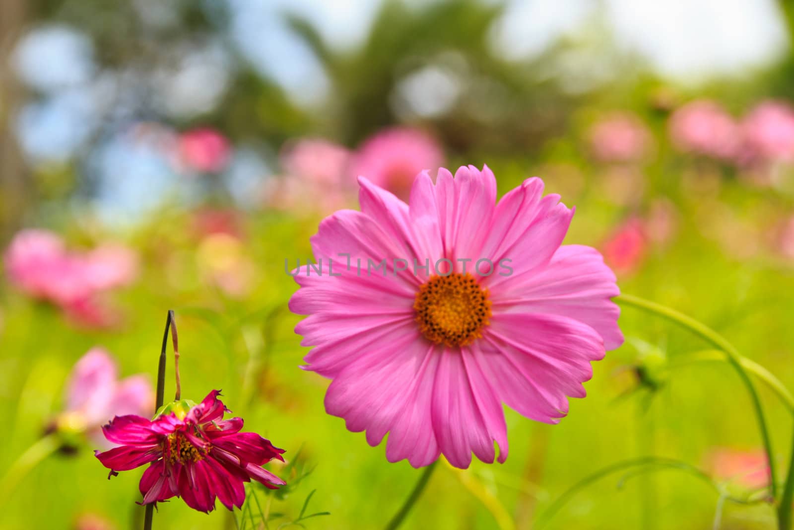 flower , at one garden in Cholburi , by wasan_gredpree