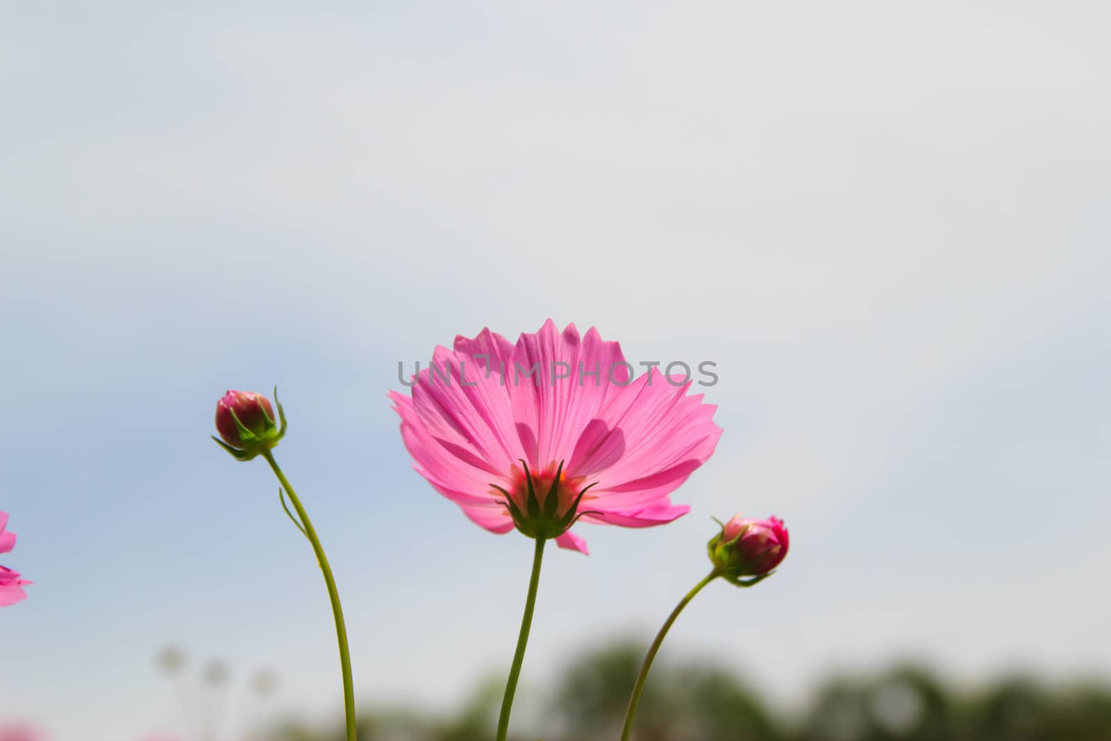 flower , at one garden in Cholburi ,