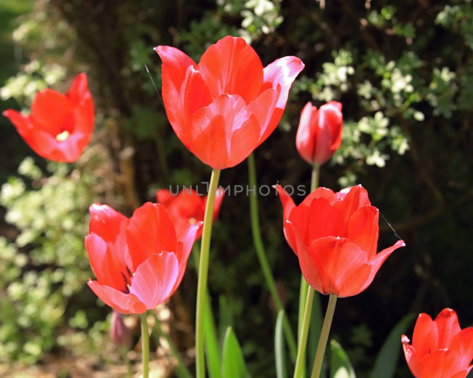 Red and rose tulips in early spring