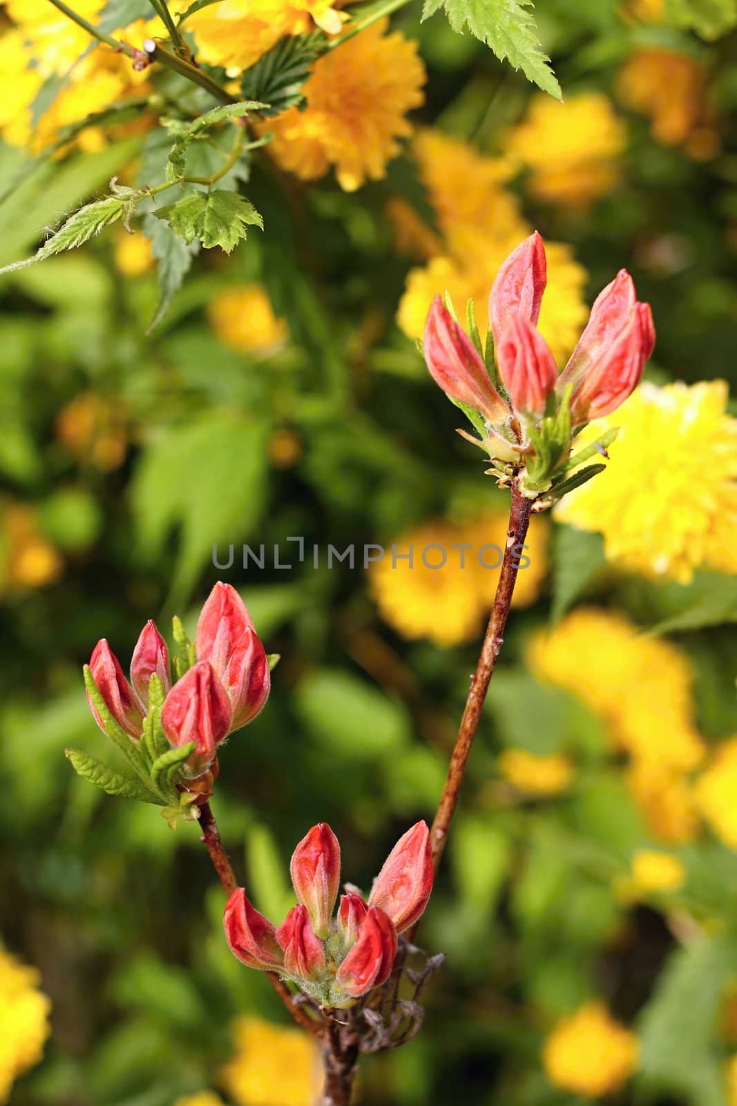 Azalea tree with yellow and green background