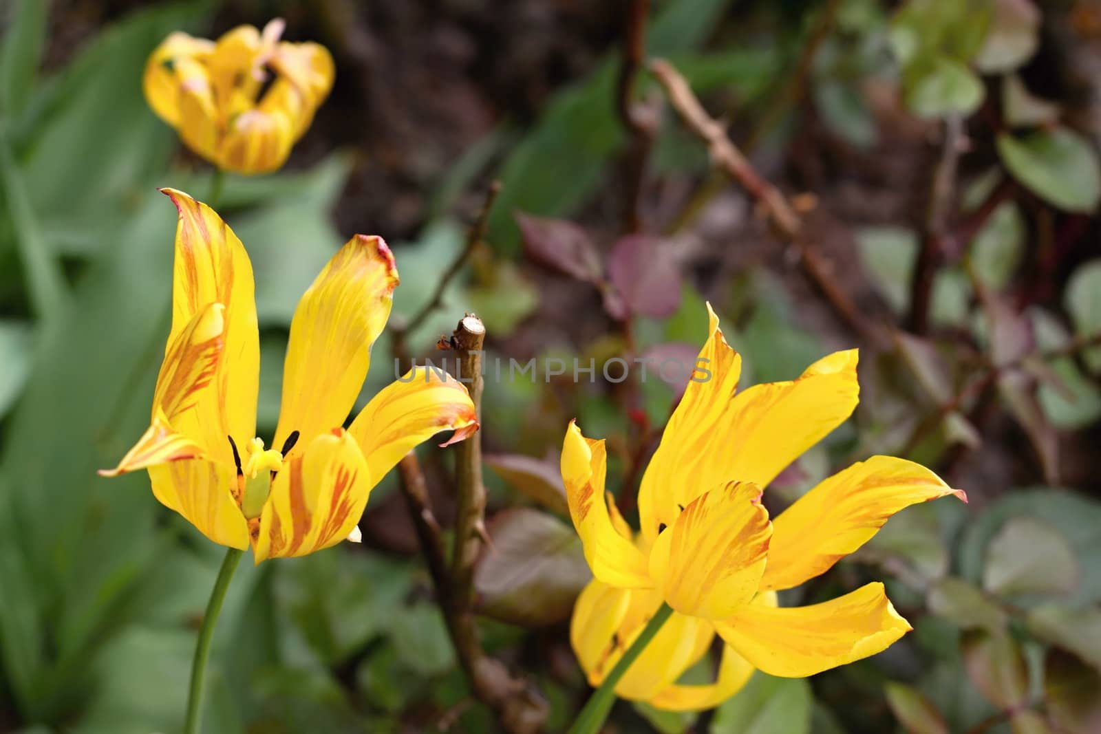 Close up image of a bright yellow tulip
