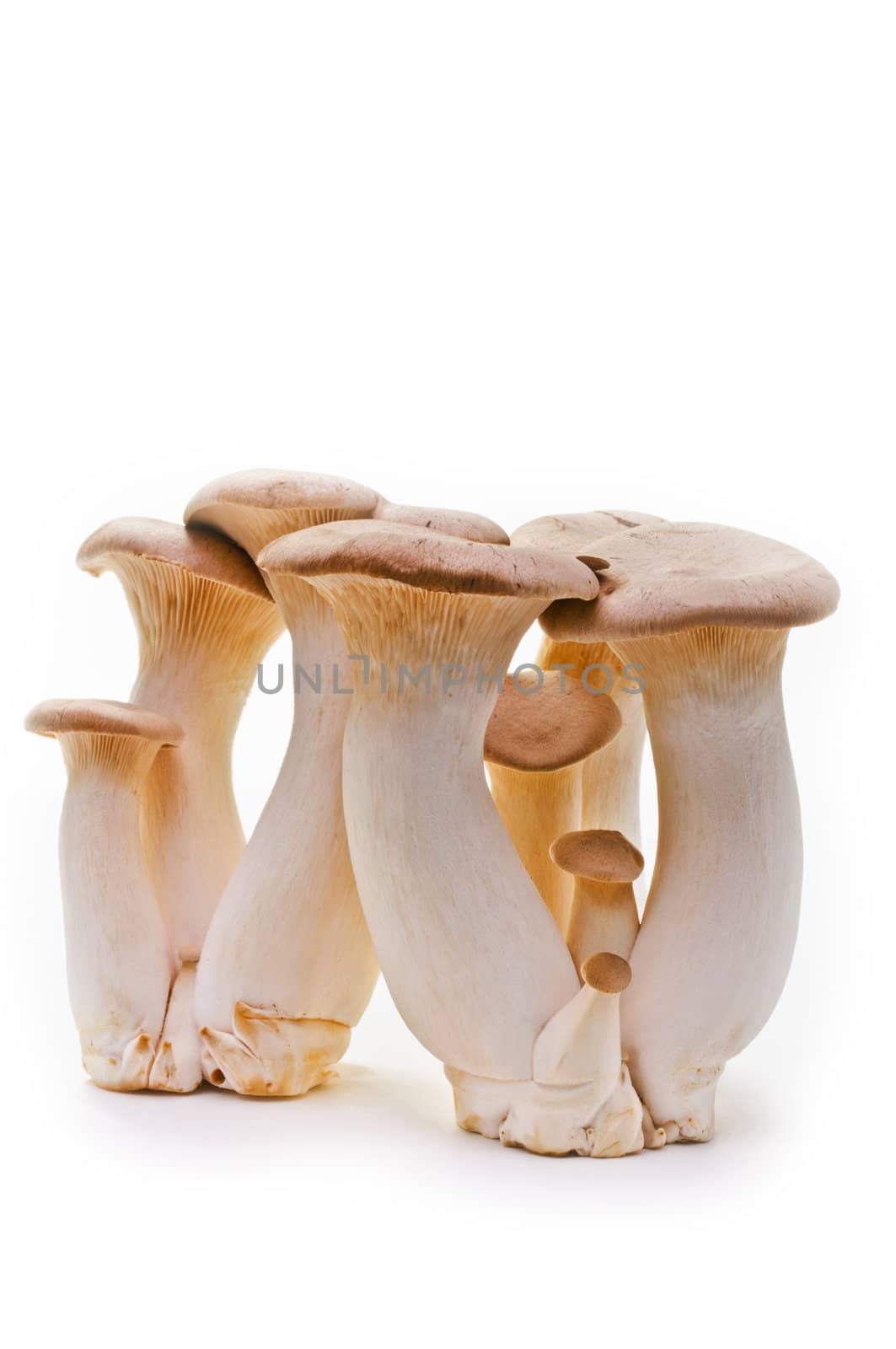 King trumpet. Fresh mushrooms on a white background. by lobzik
