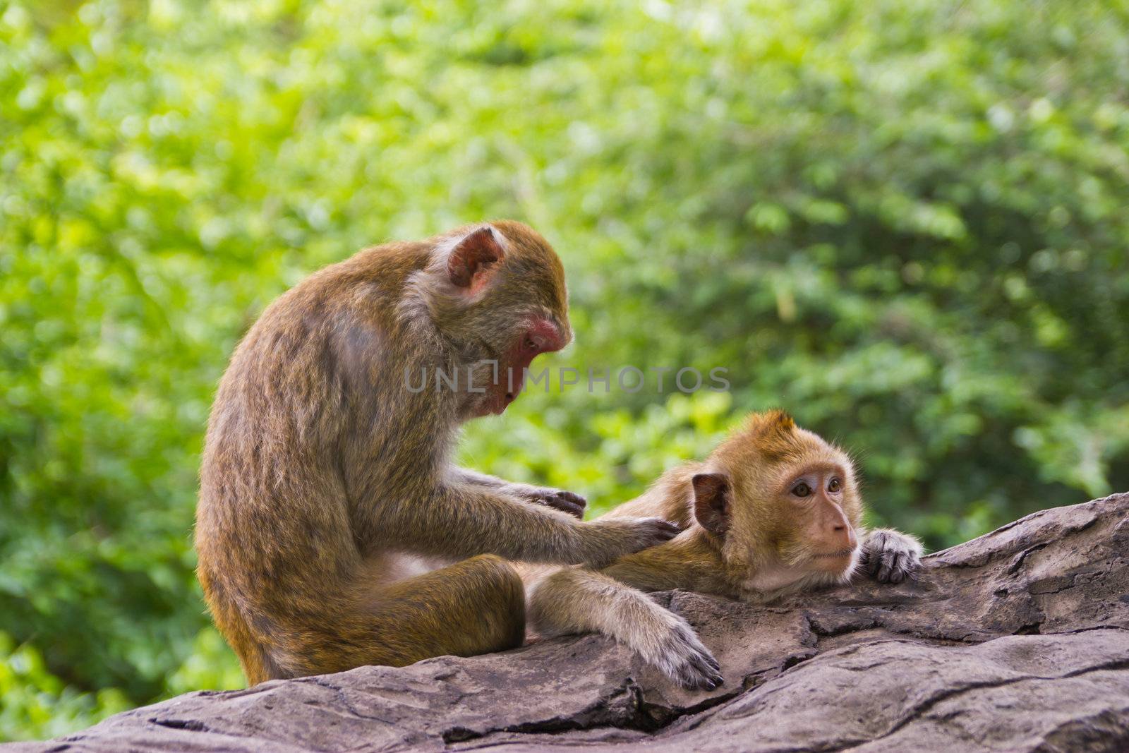monkey lover by wasan_gredpree