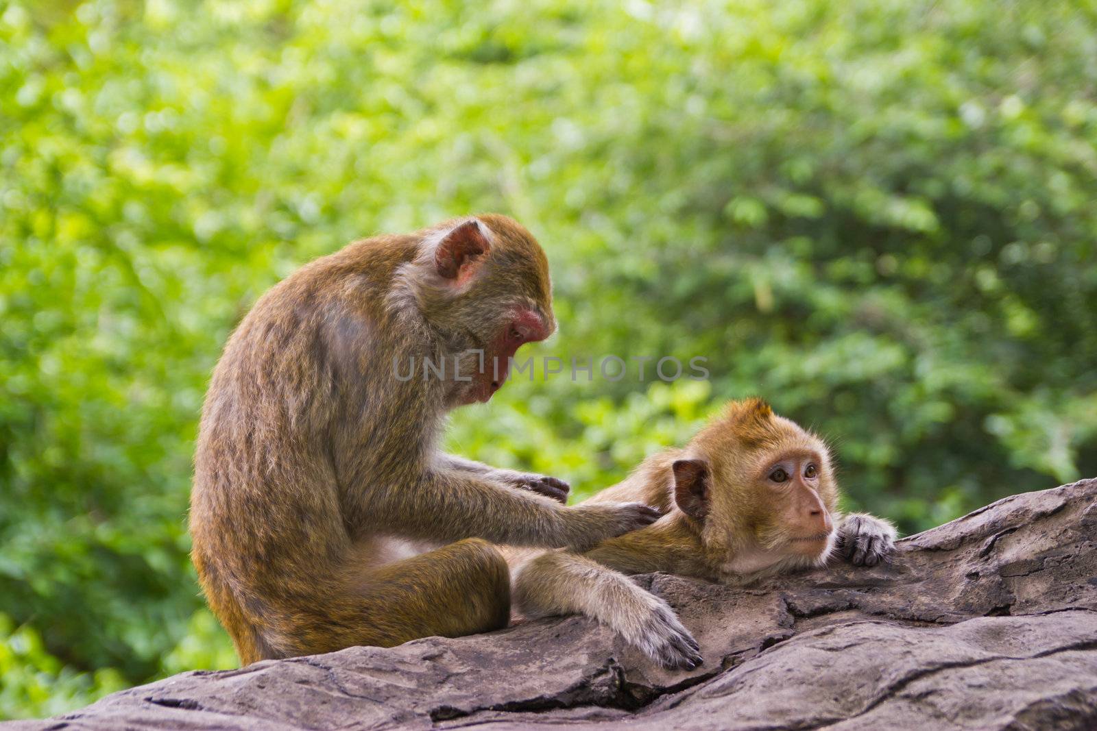 forest monkey is is bingfrightened at Cholburi forest