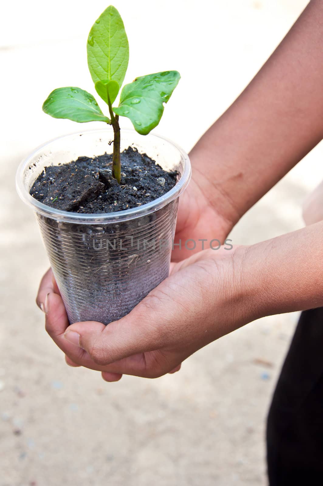 tree in children hand for grren