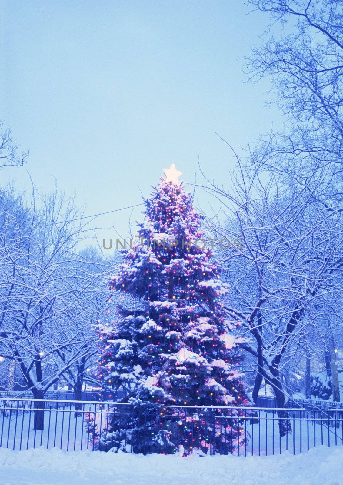 Christmas-tree by Baltus